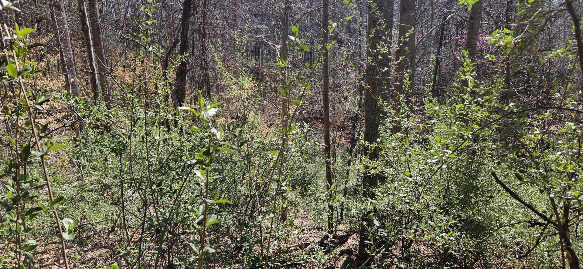Lot 2 & 3 Longview Estates DR - Photo 23