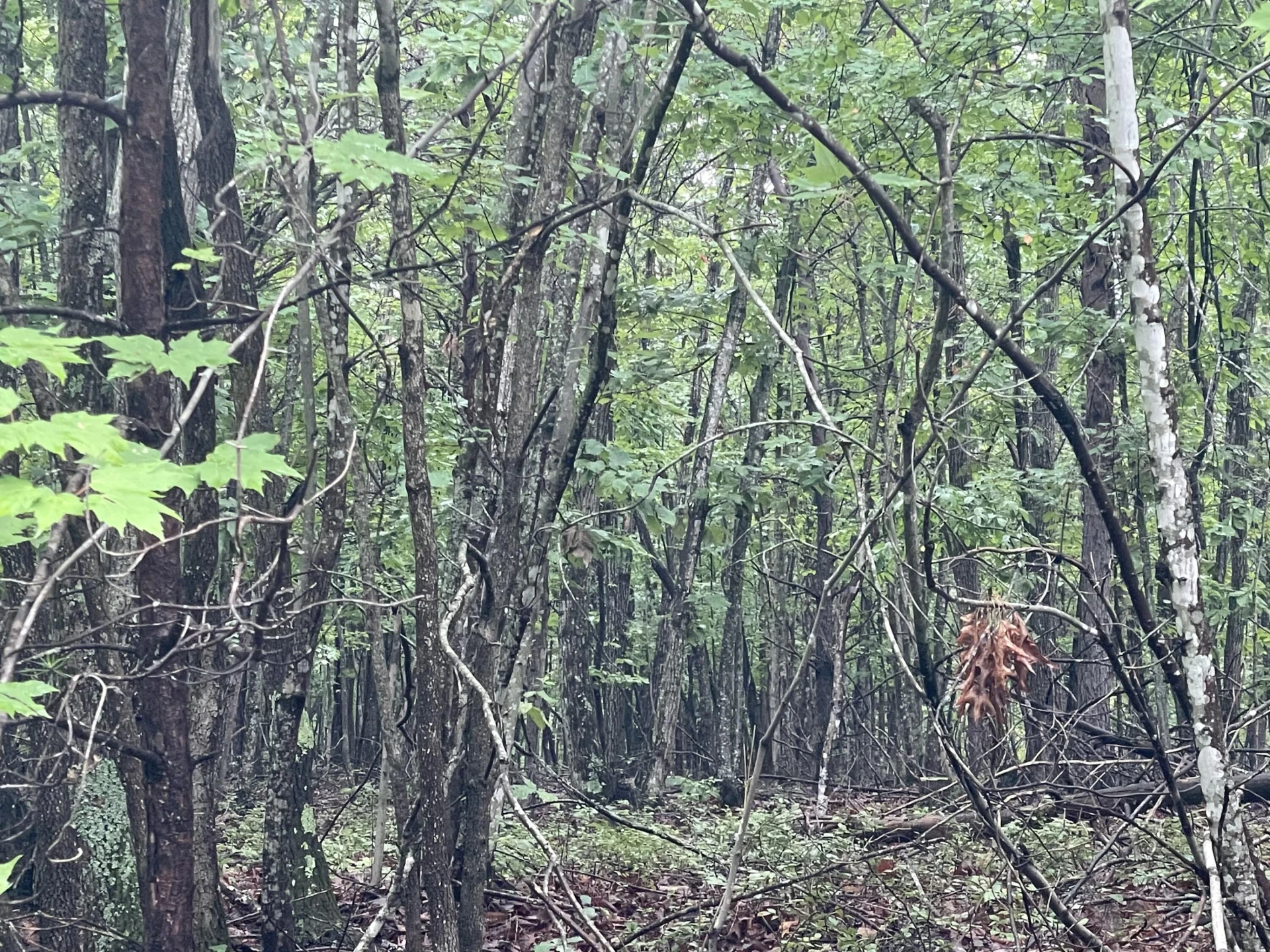 Tracts 8A & 8B Tolers Ferry Rd - Photo 5