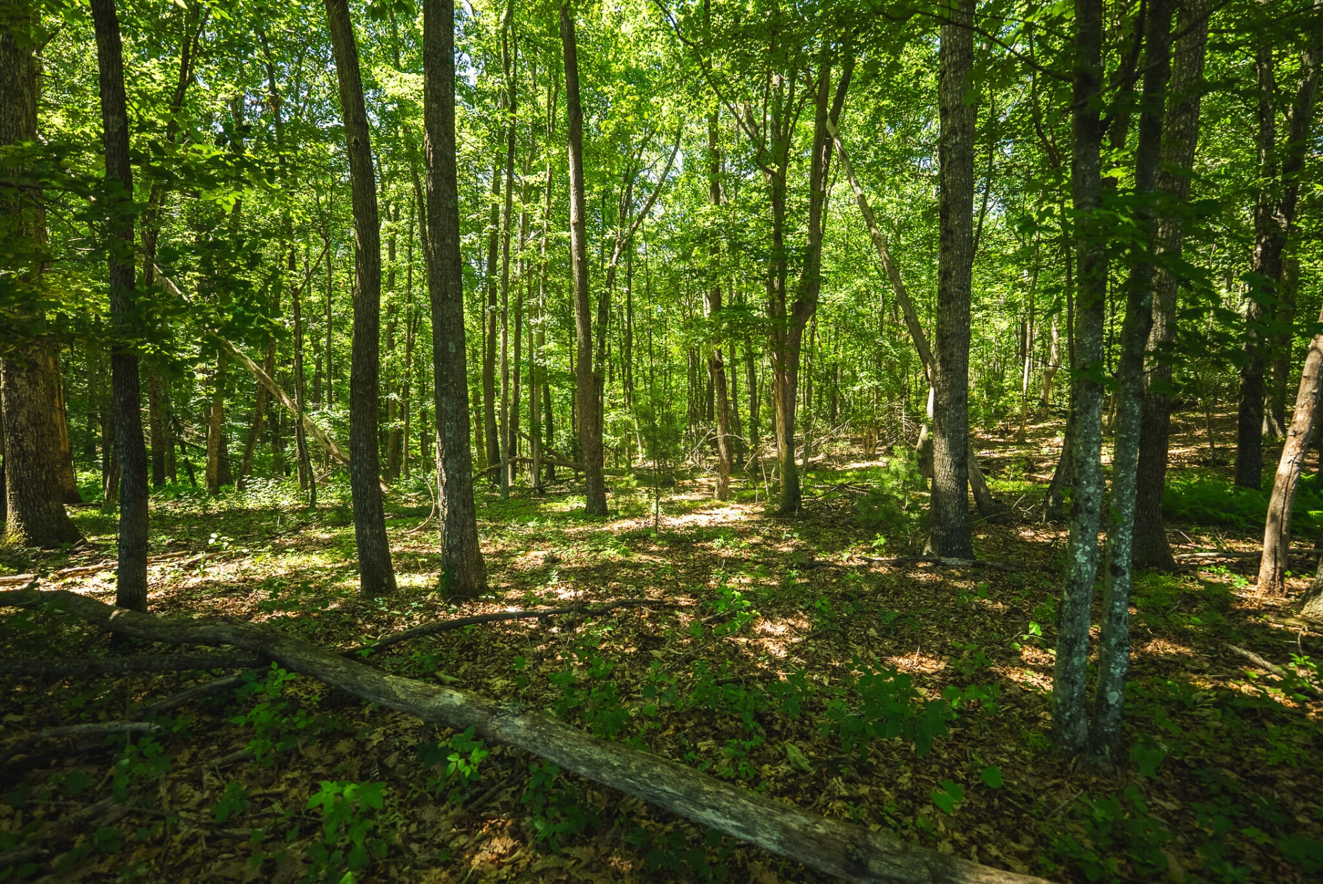494 Soapstone Hill RD SE - Photo 93