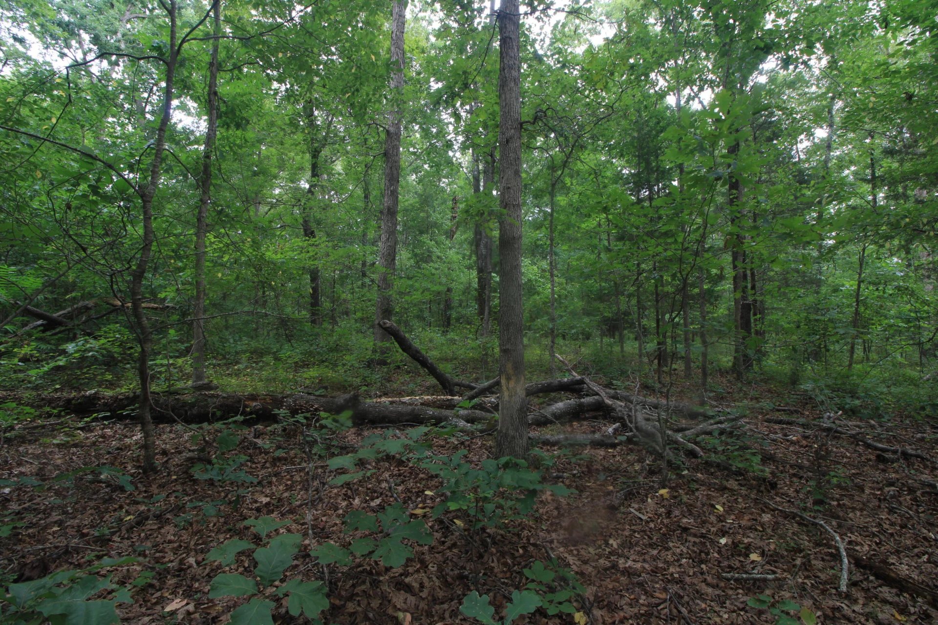0 Macdonald RD - Photo 7