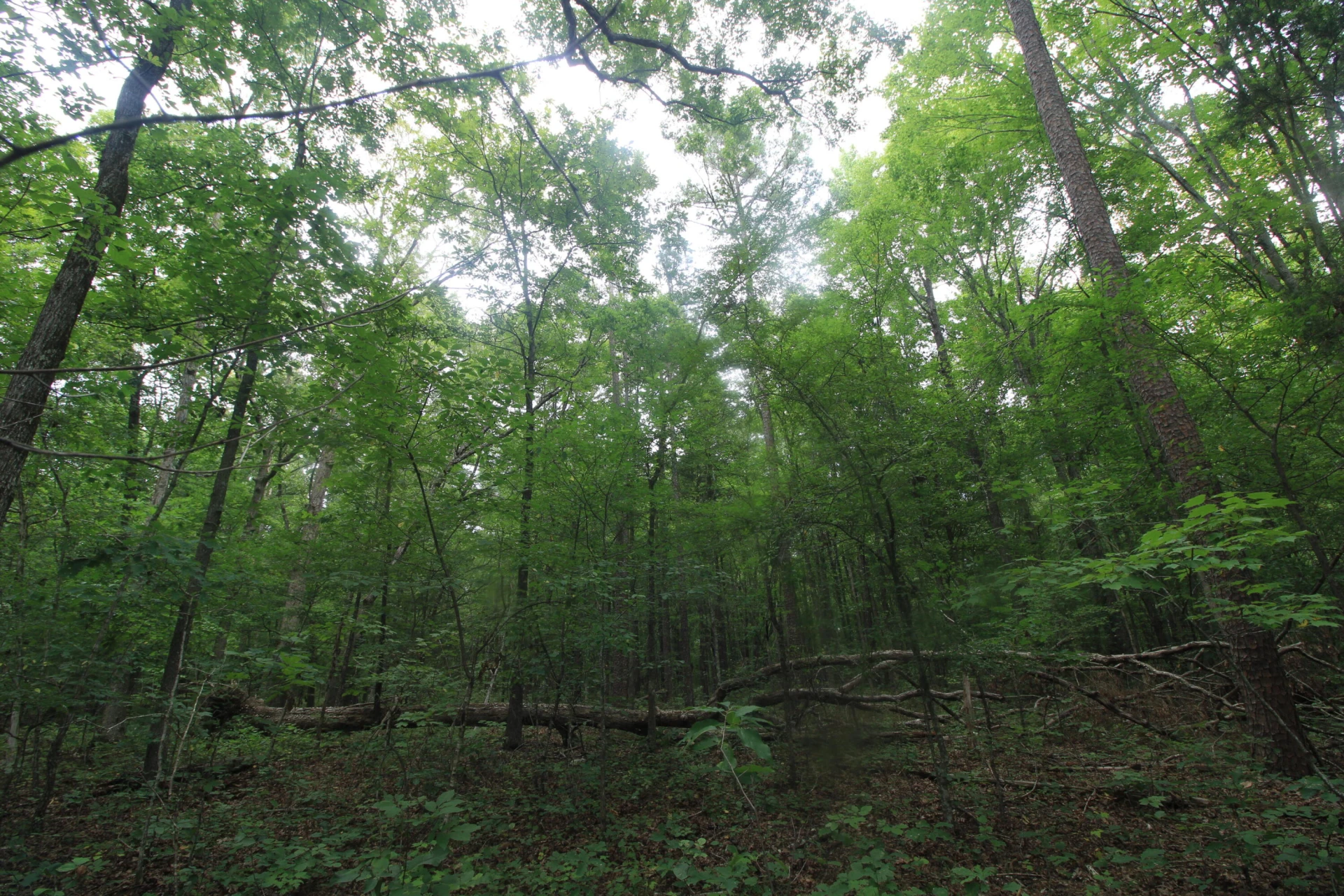 0 Macdonald RD - Photo 9