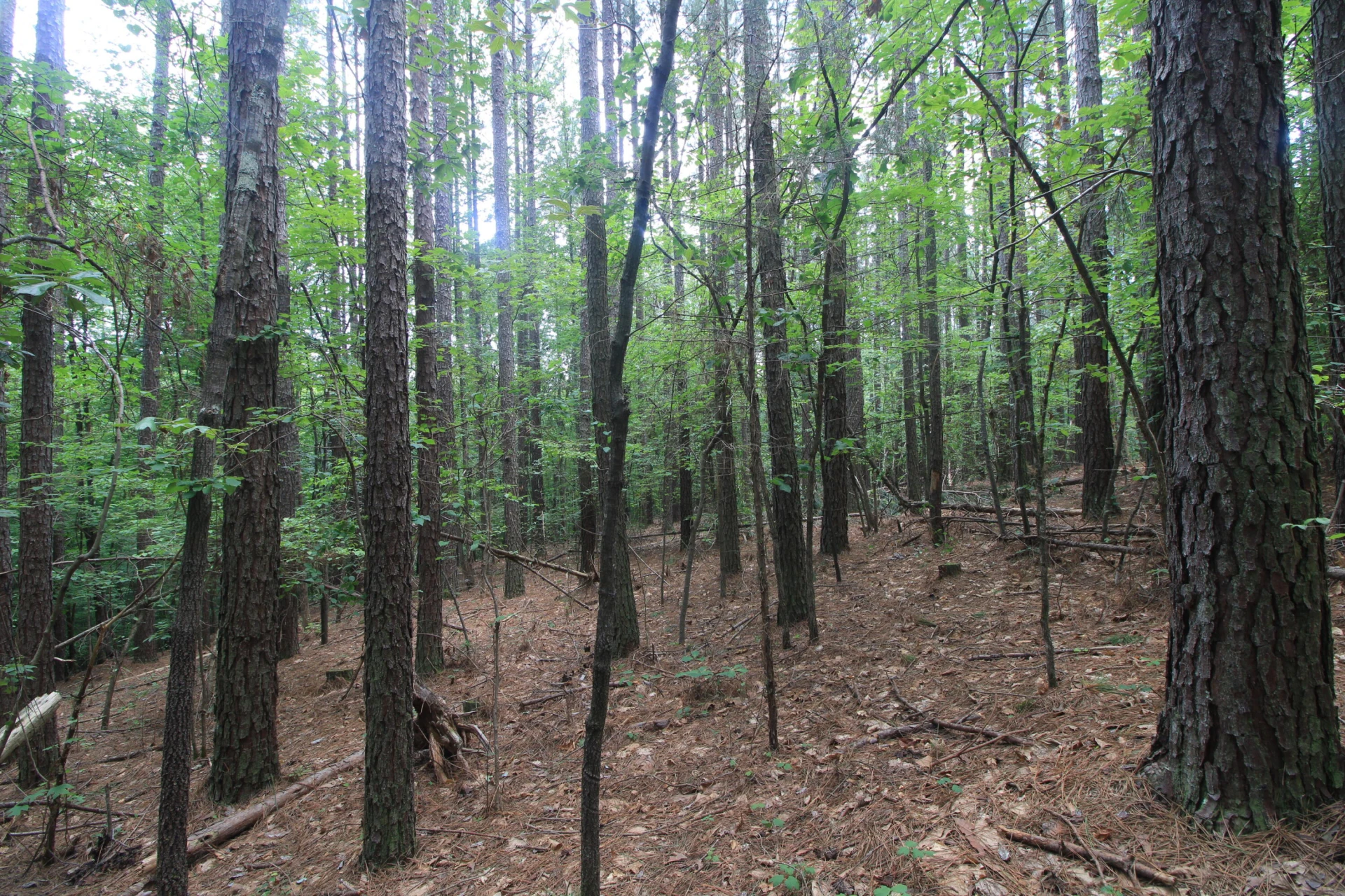 0 Mountain View Shores DR - Photo 14