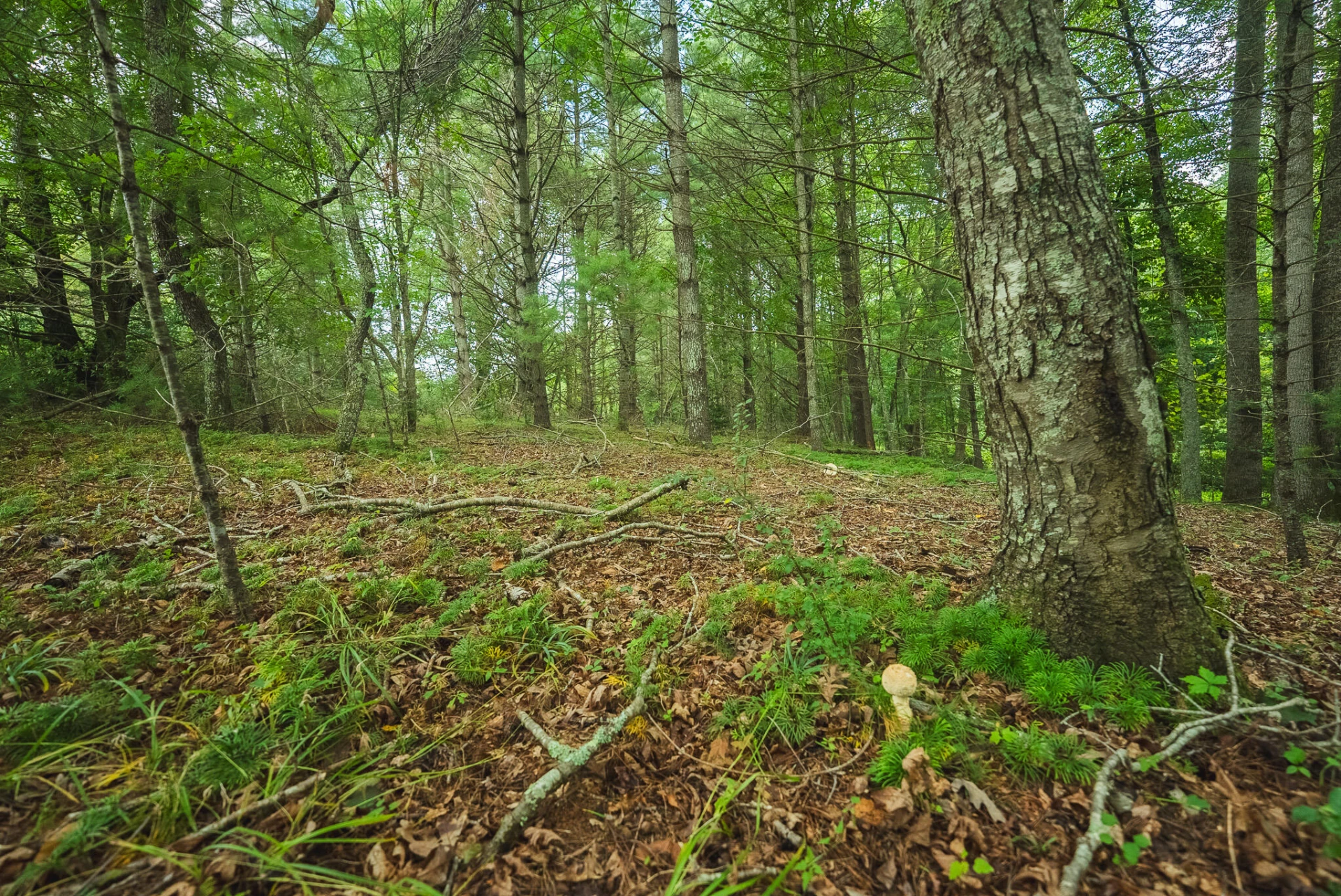 Lot 2 Ridgeview RD NW - Photo 23