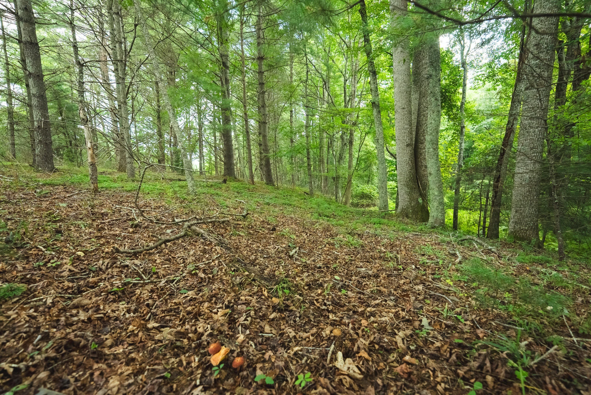 Lot 2 Ridgeview RD NW - Photo 24