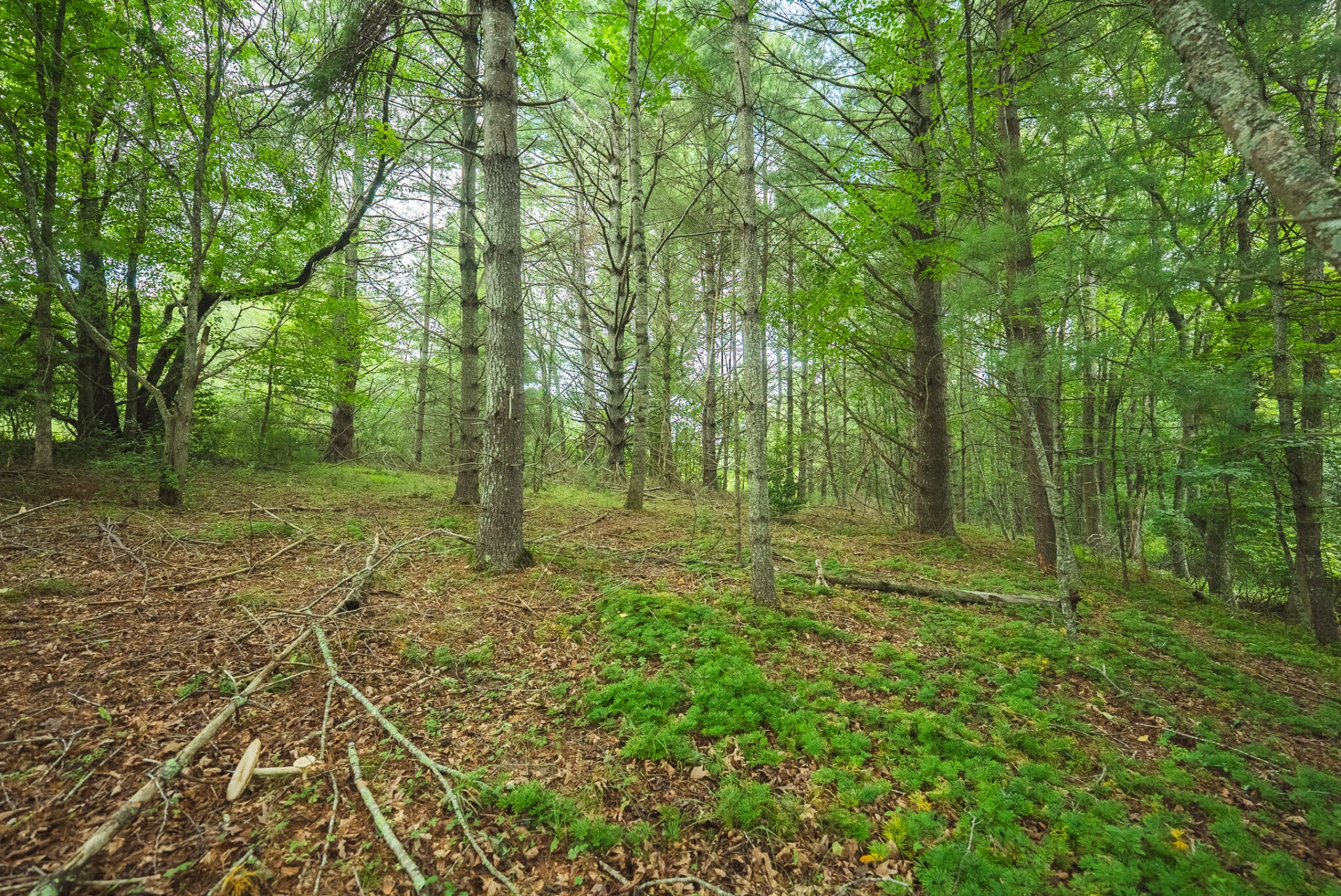 Lot 2 Ridgeview RD NW - Photo 31