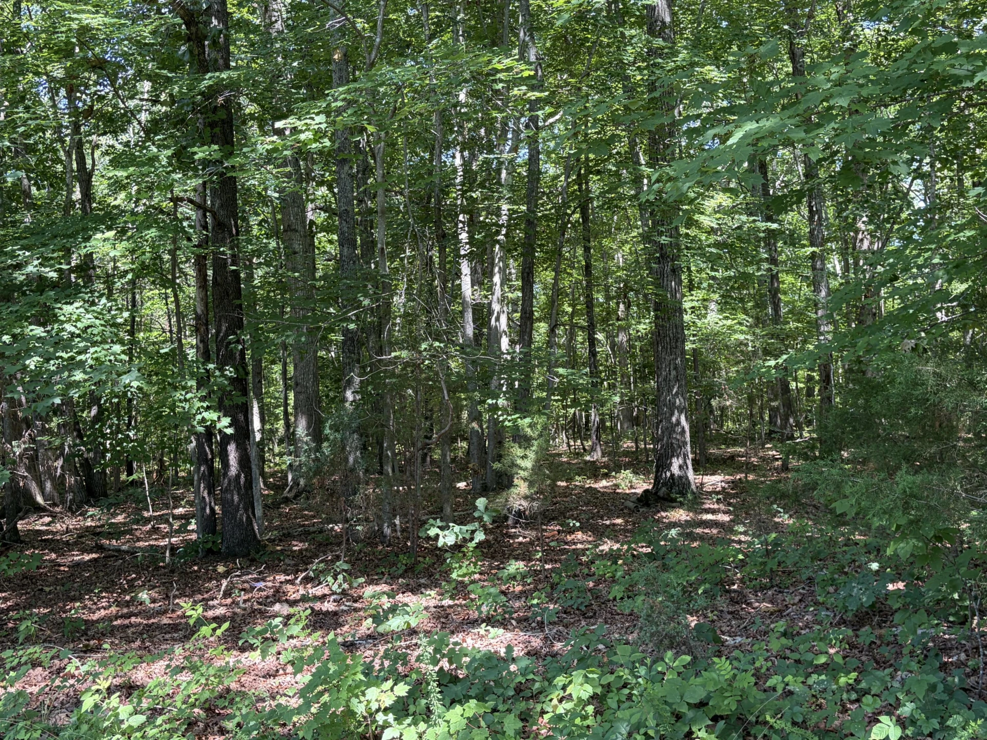 1585 Free State RD - Photo 5