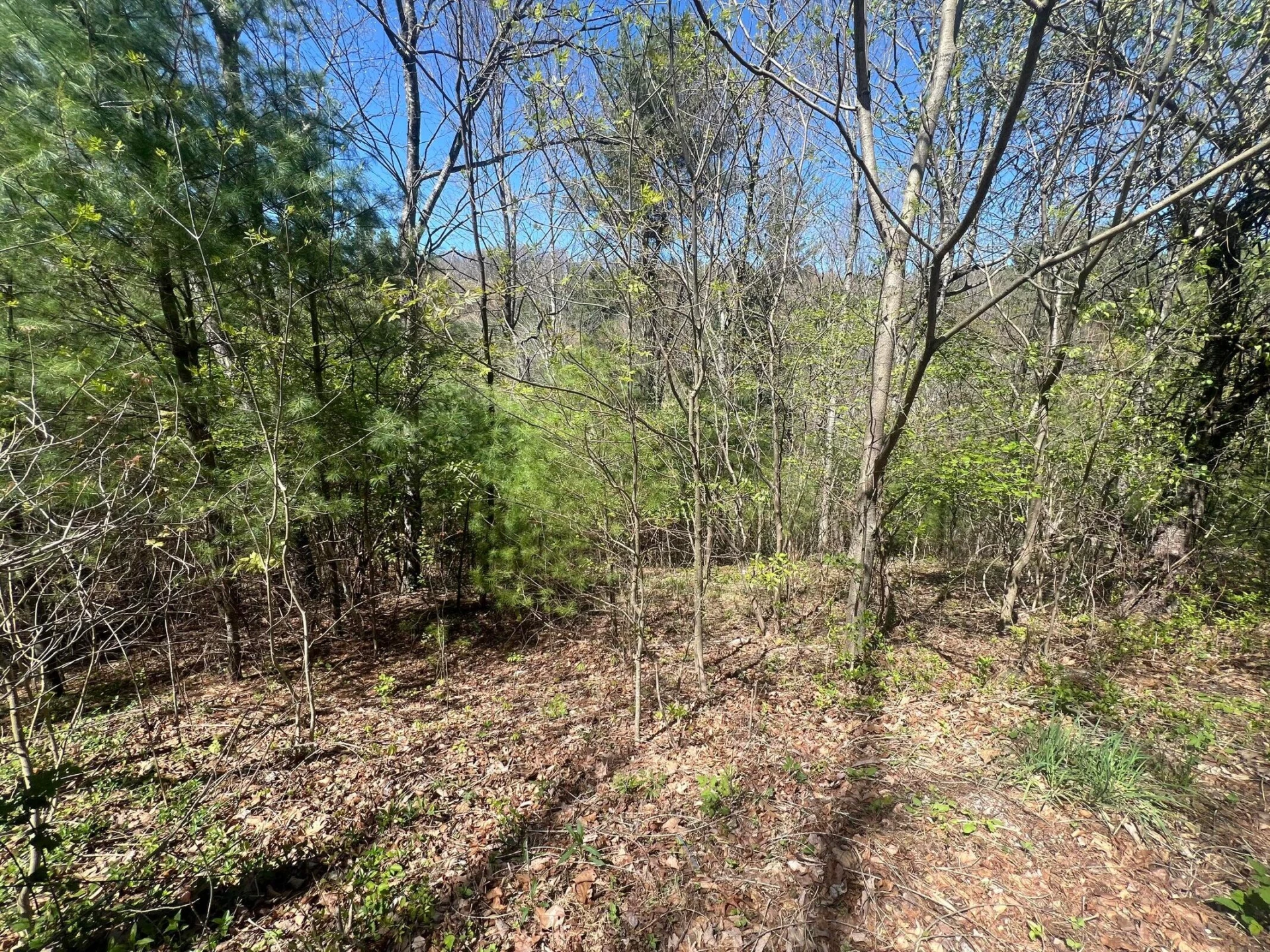 0 Ivy Ridge RD - Photo 9
