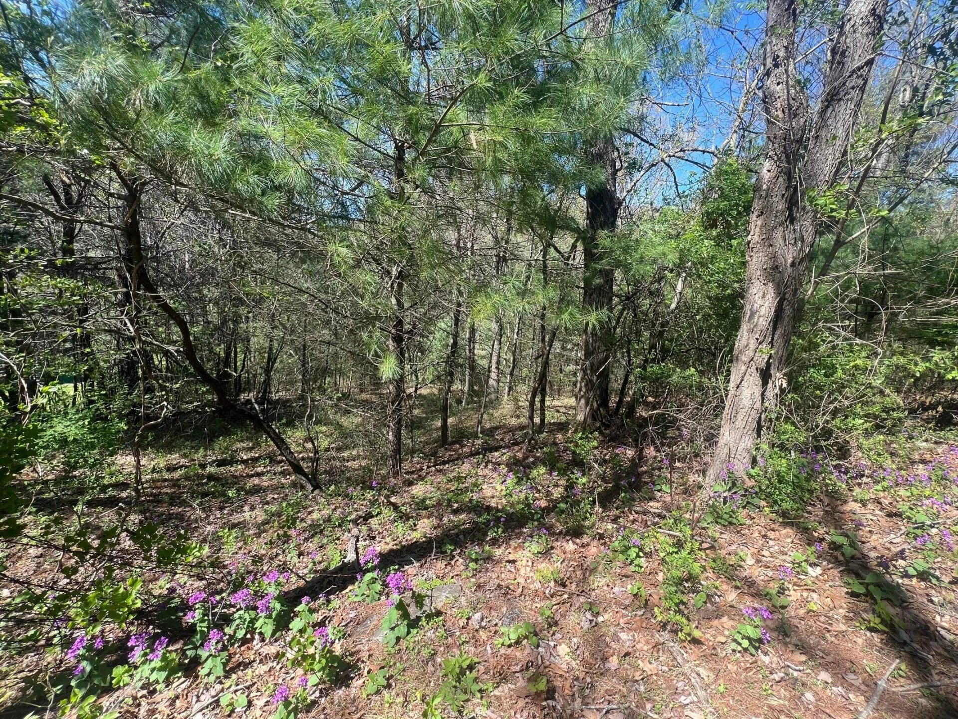 0 Ivy Ridge RD - Photo 10