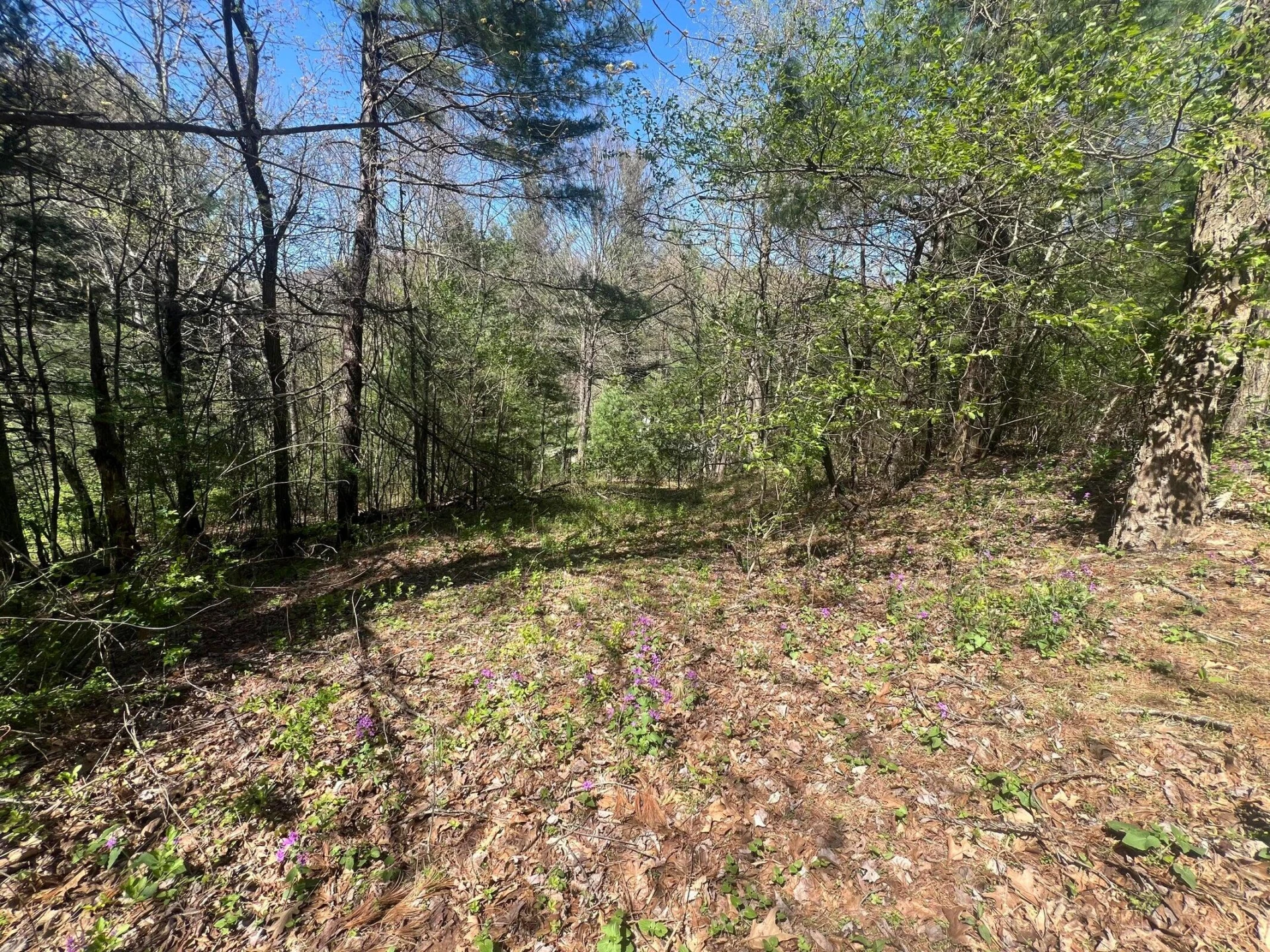 0 Ivy Ridge RD - Photo 11