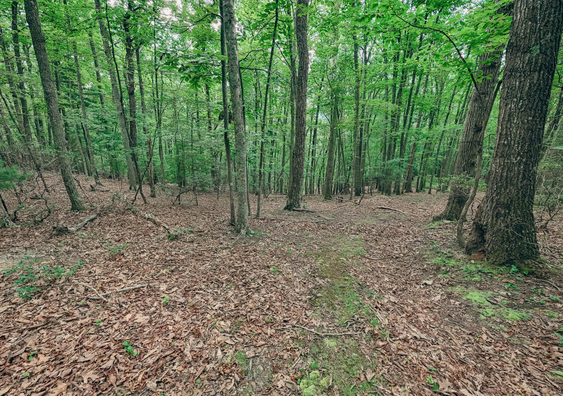0 Mount Tabor RD - Photo 5