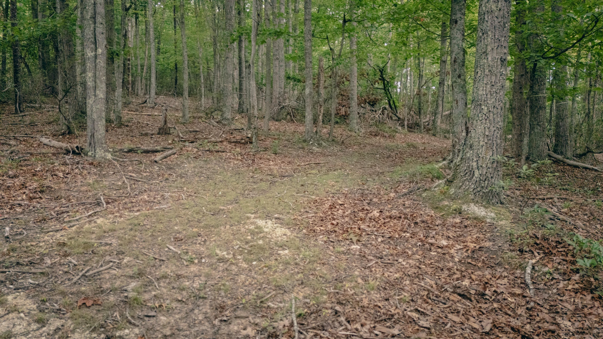 0 Mount Tabor RD - Photo 6