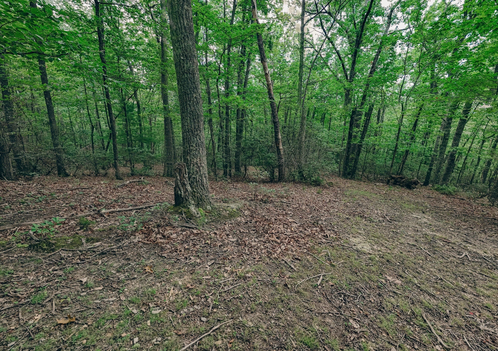 0 Mount Tabor RD - Photo 11