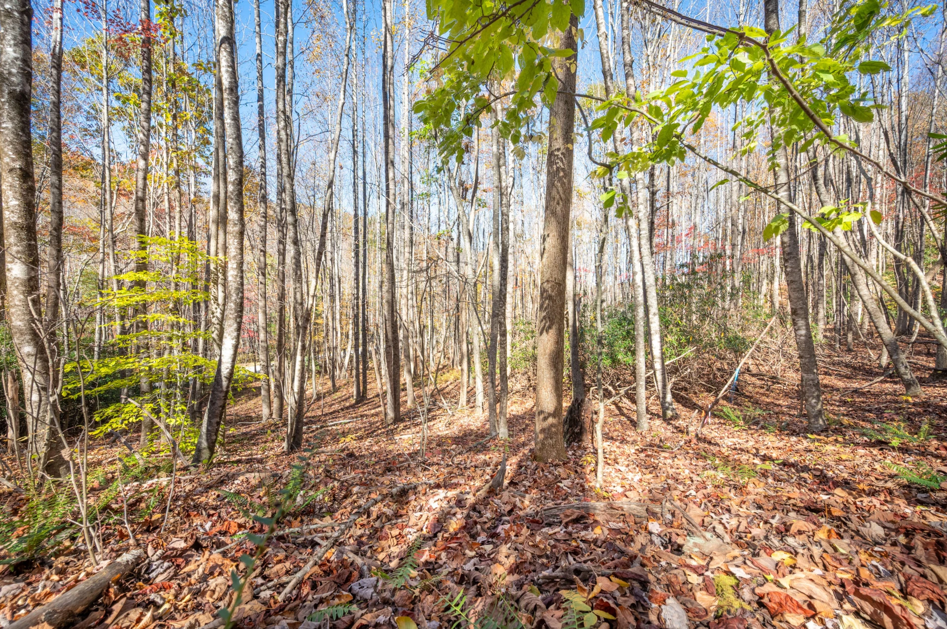 857 Phadettia RD SW - Photo 5