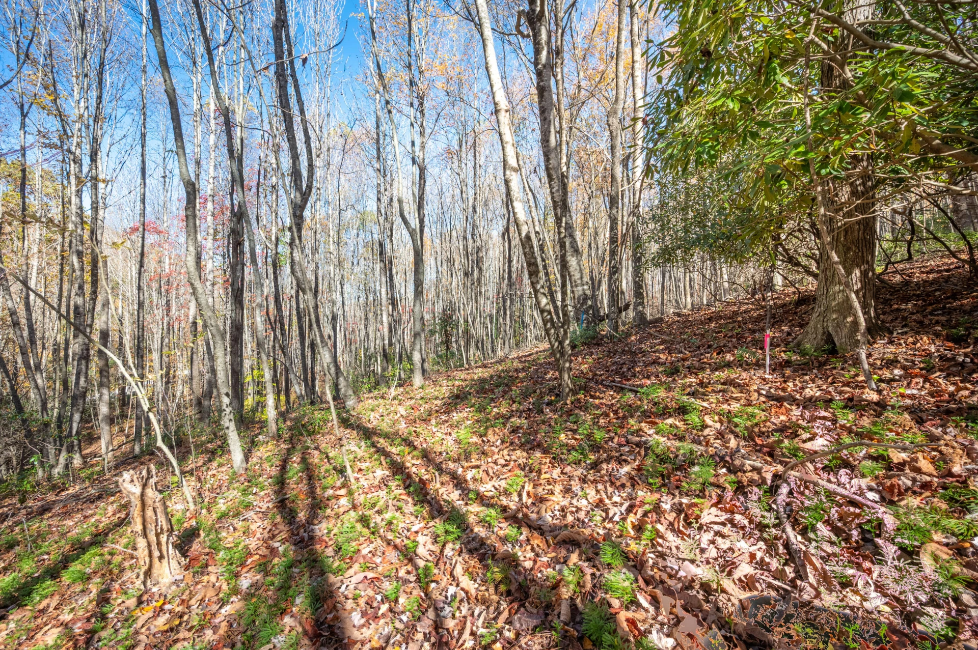 857 Phadettia RD SW - Photo 6