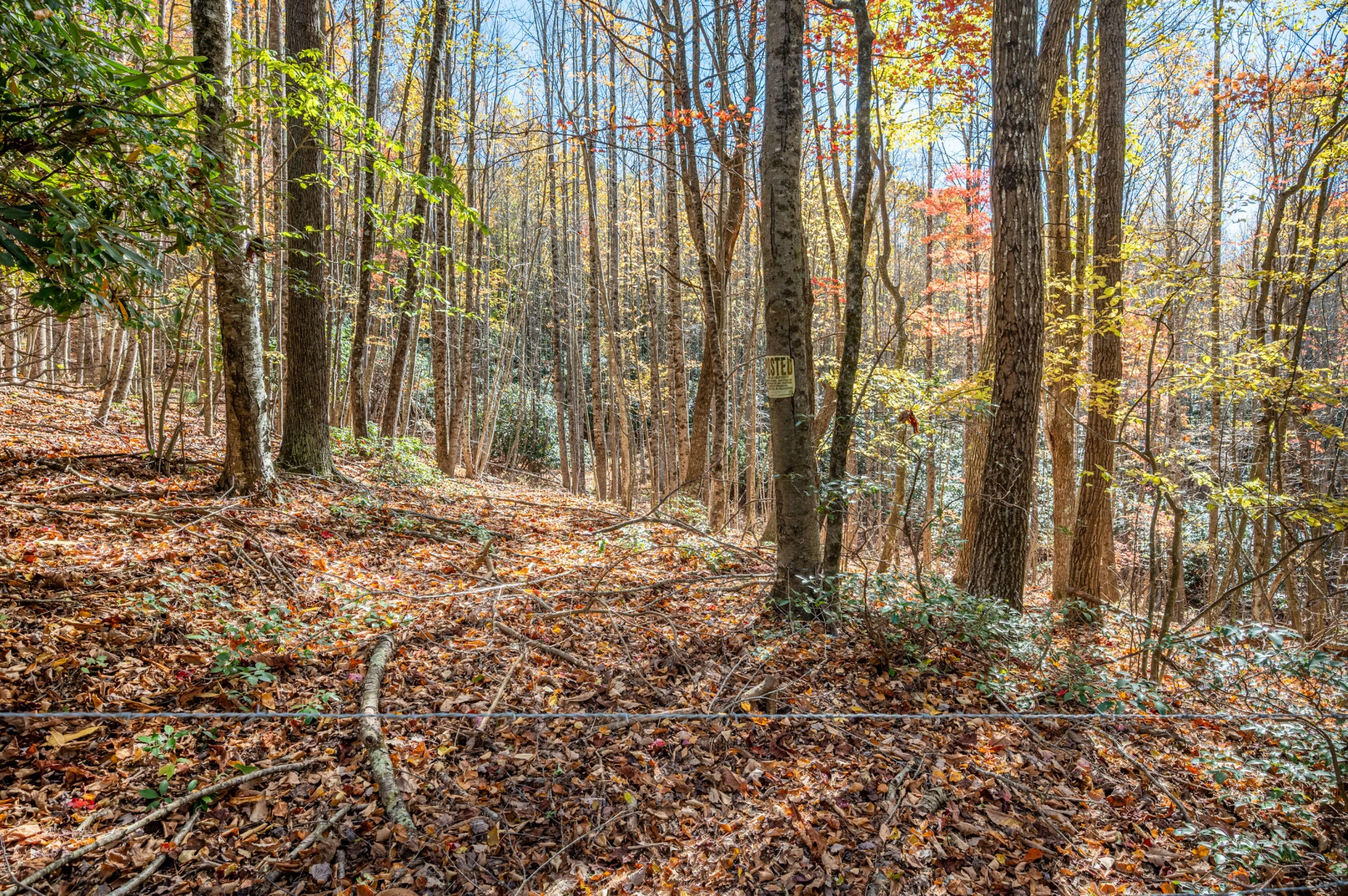 897 Phadettia RD - Photo 9
