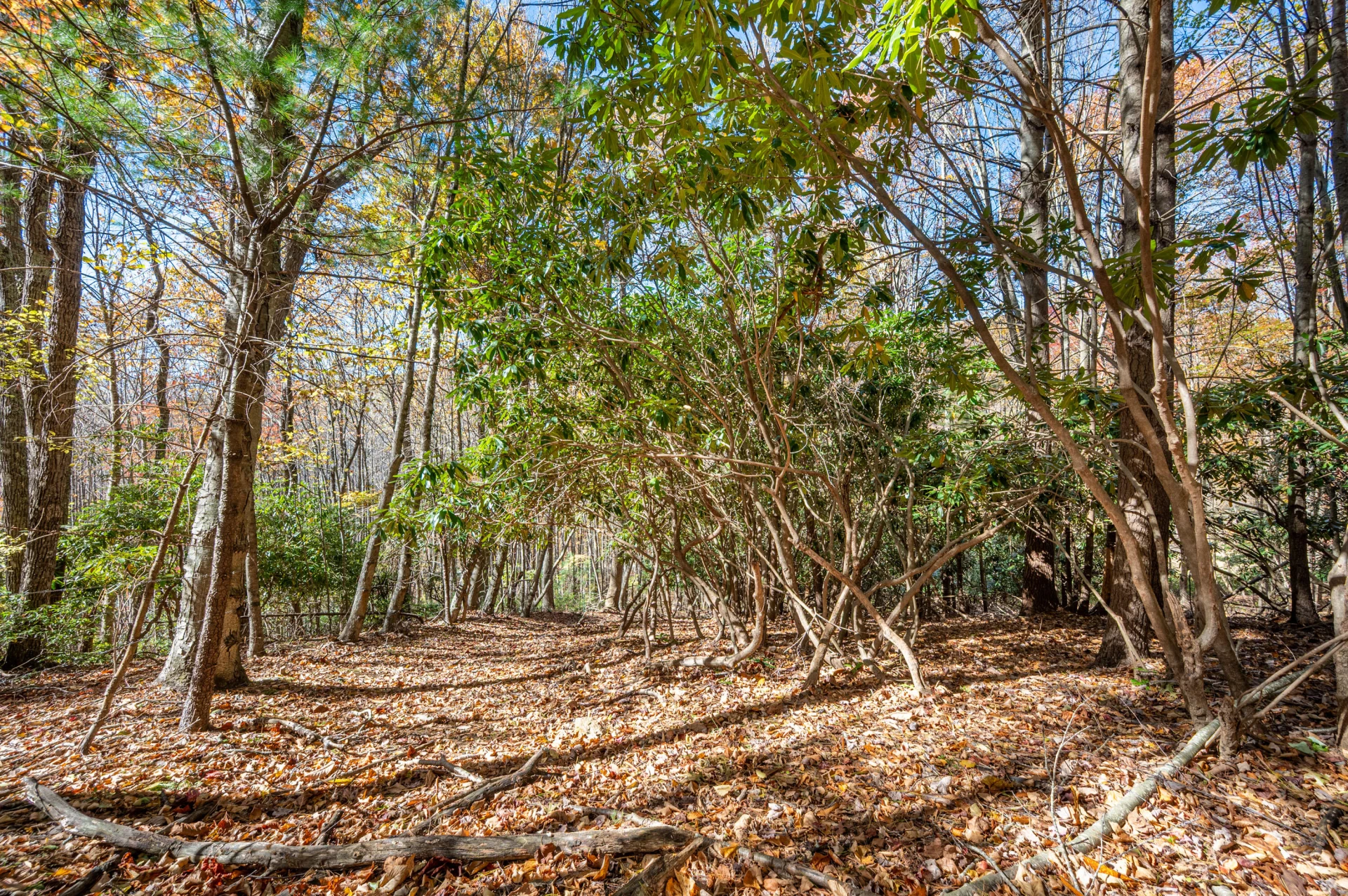 897 Phadettia RD - Photo 10