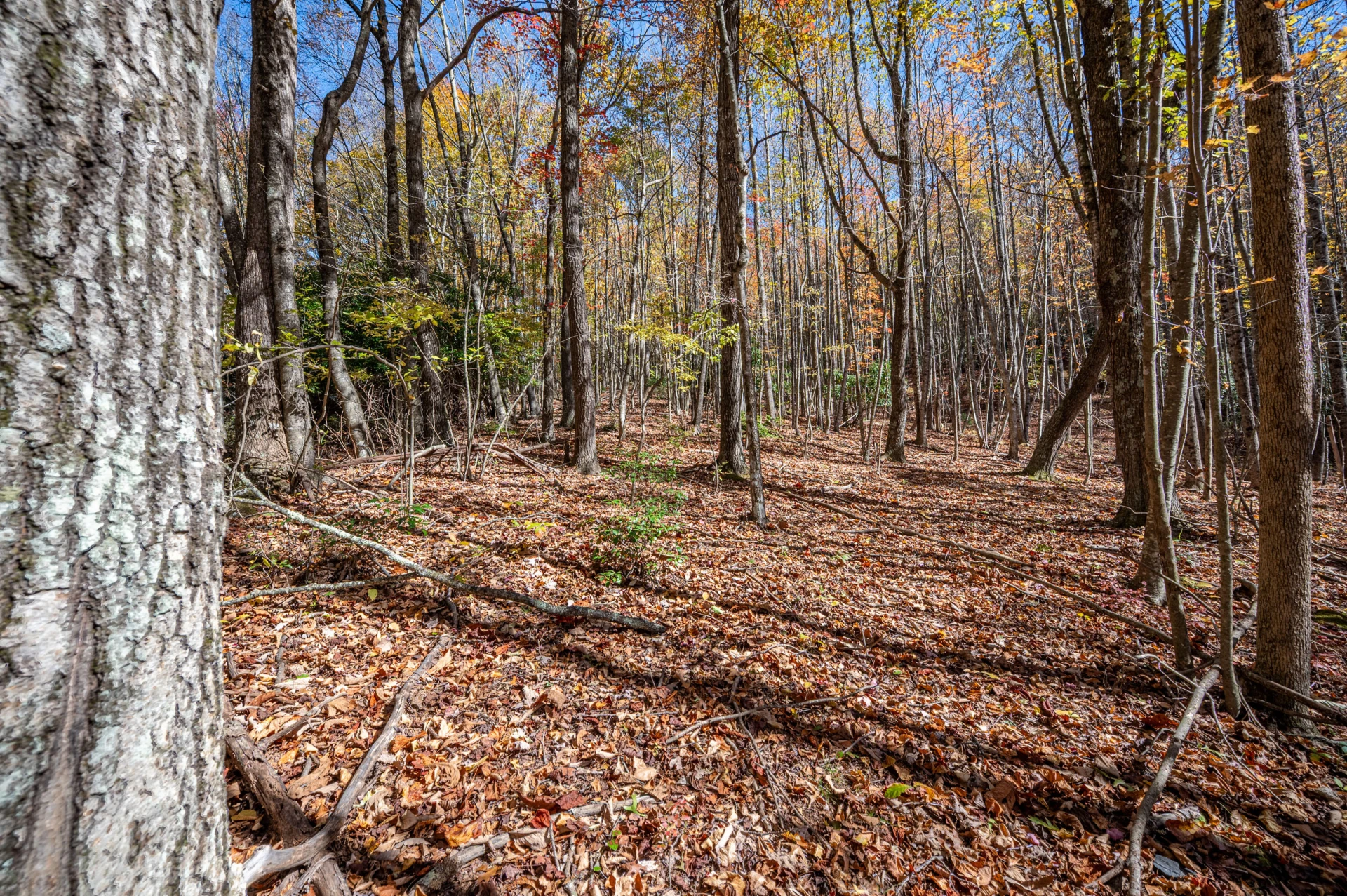 897 Phadettia RD - Photo 11