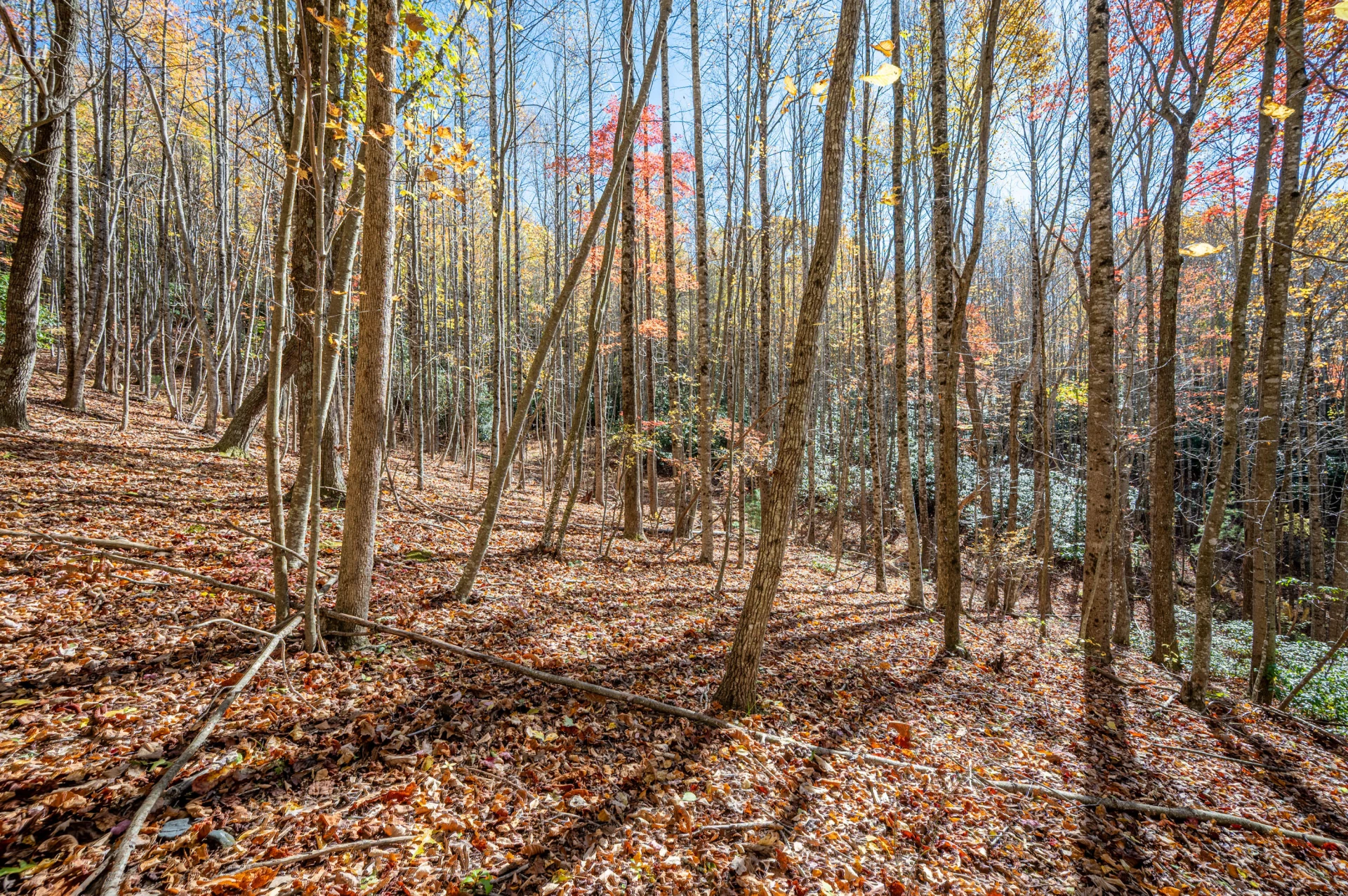 897 Phadettia RD - Photo 12