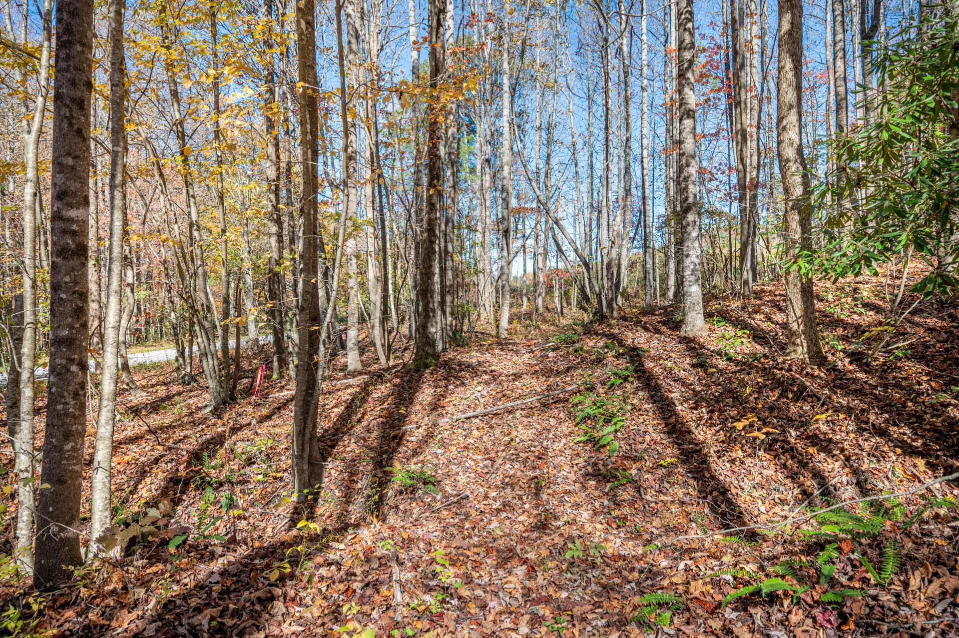 897 Phadettia RD - Photo 15