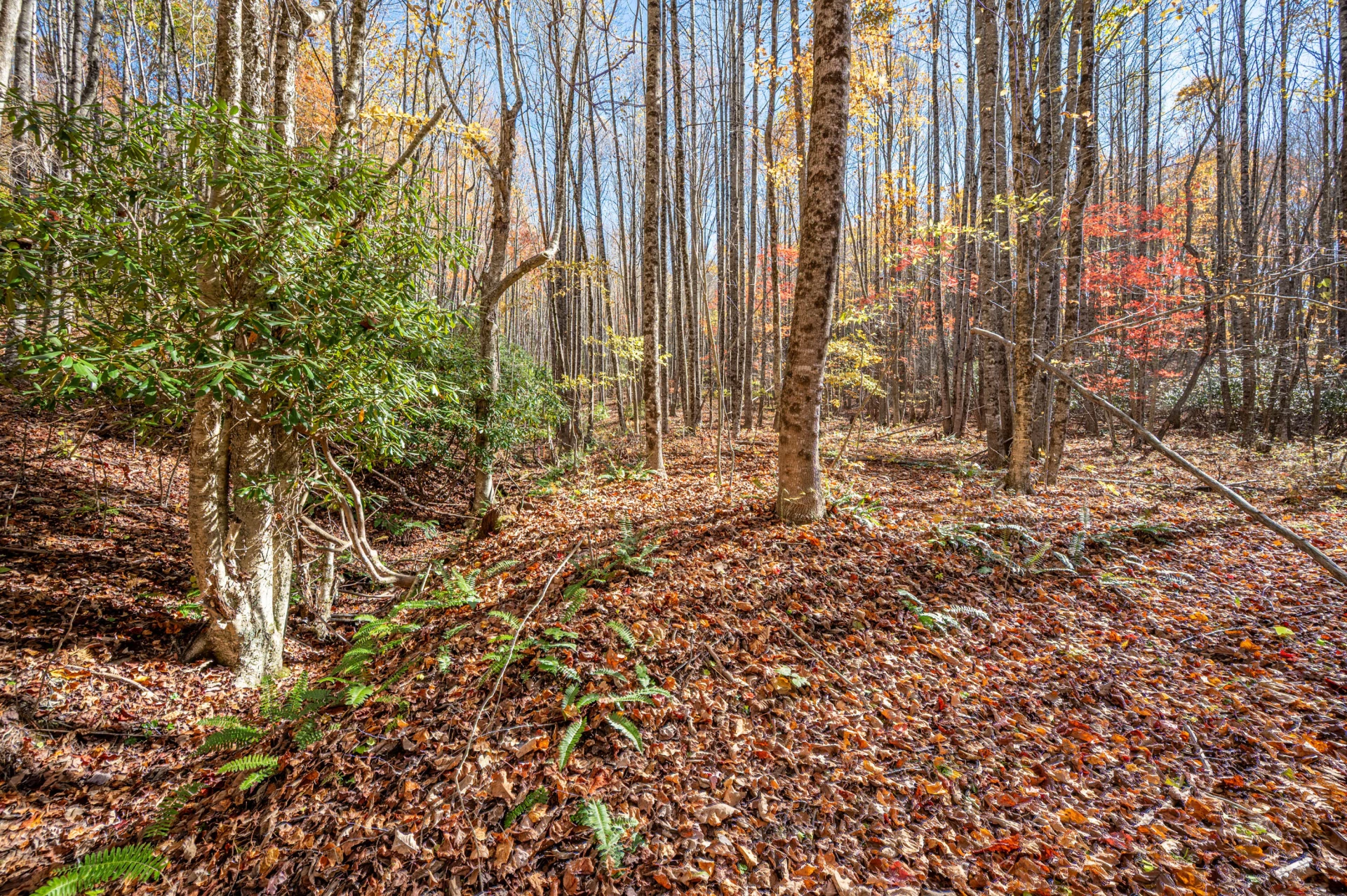 897 Phadettia RD - Photo 16