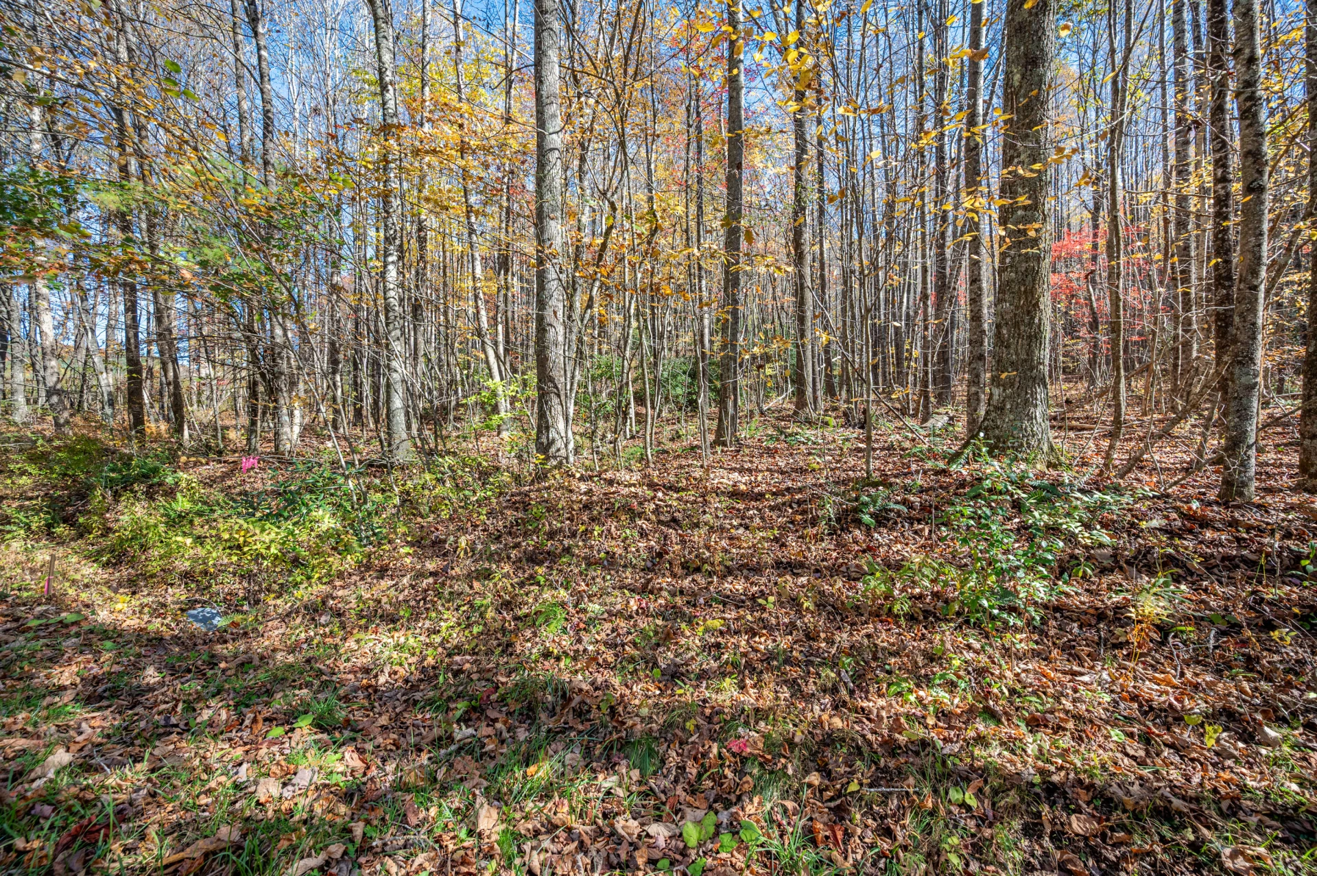 897 Phadettia RD - Photo 17
