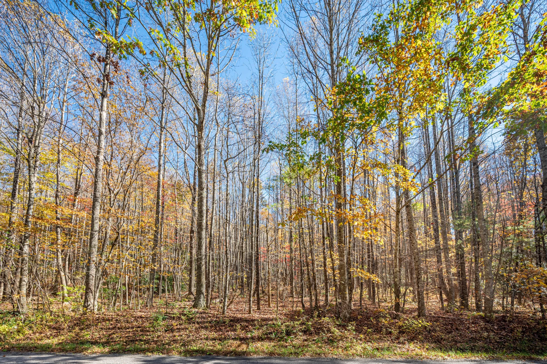 897 Phadettia RD - Photo 18
