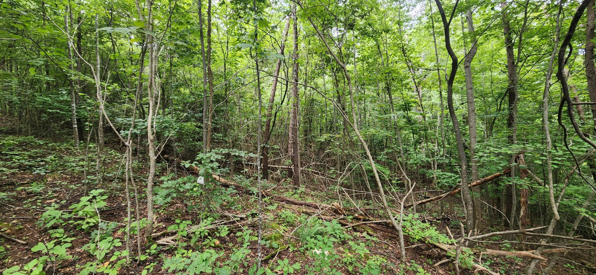 LOT 6 Brooks Mill RD - Photo 2