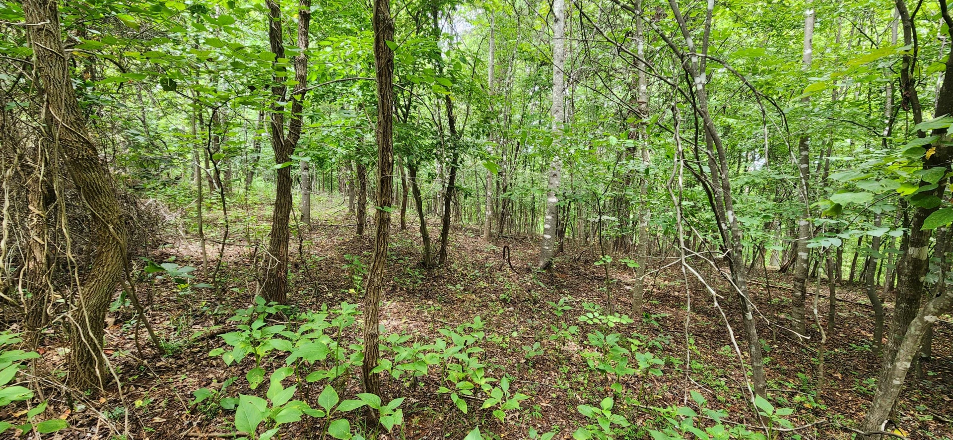 LOT 6 Brooks Mill RD - Photo 3