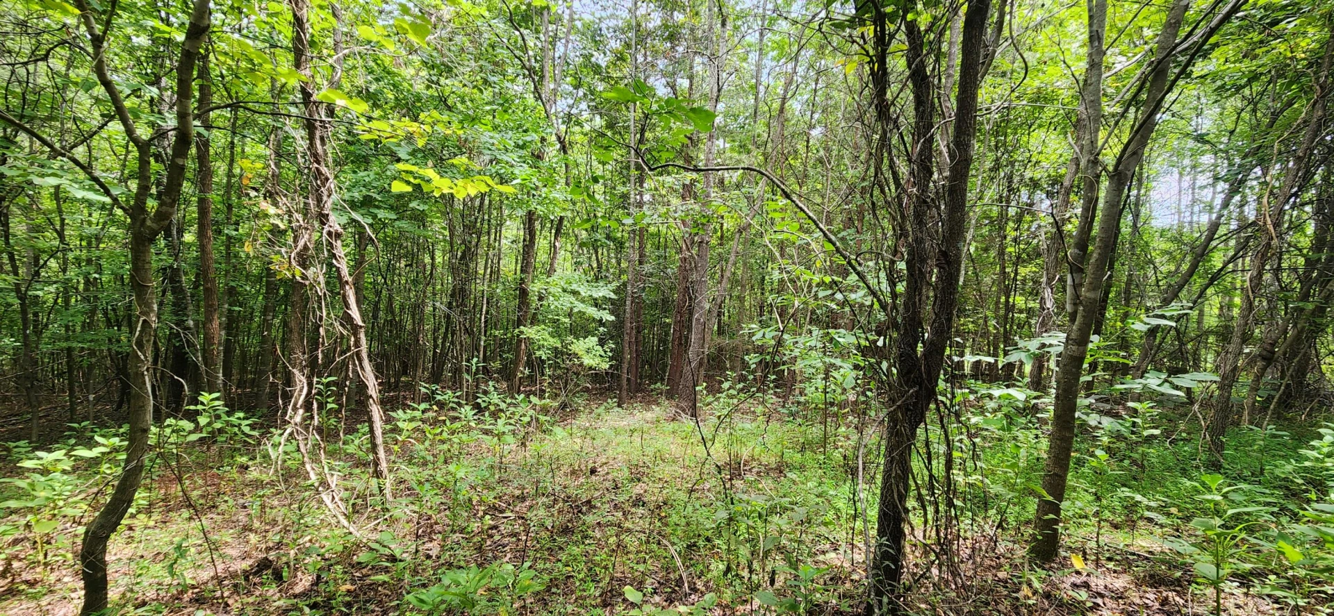 LOT 6 Brooks Mill RD - Photo 4