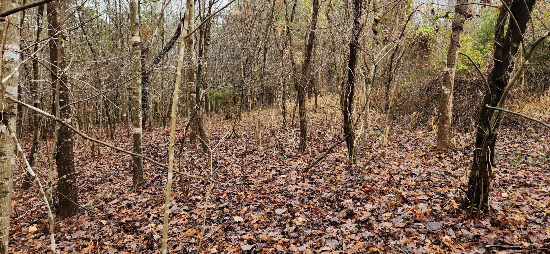 LOT 6 Brooks Mill RD - Photo 6