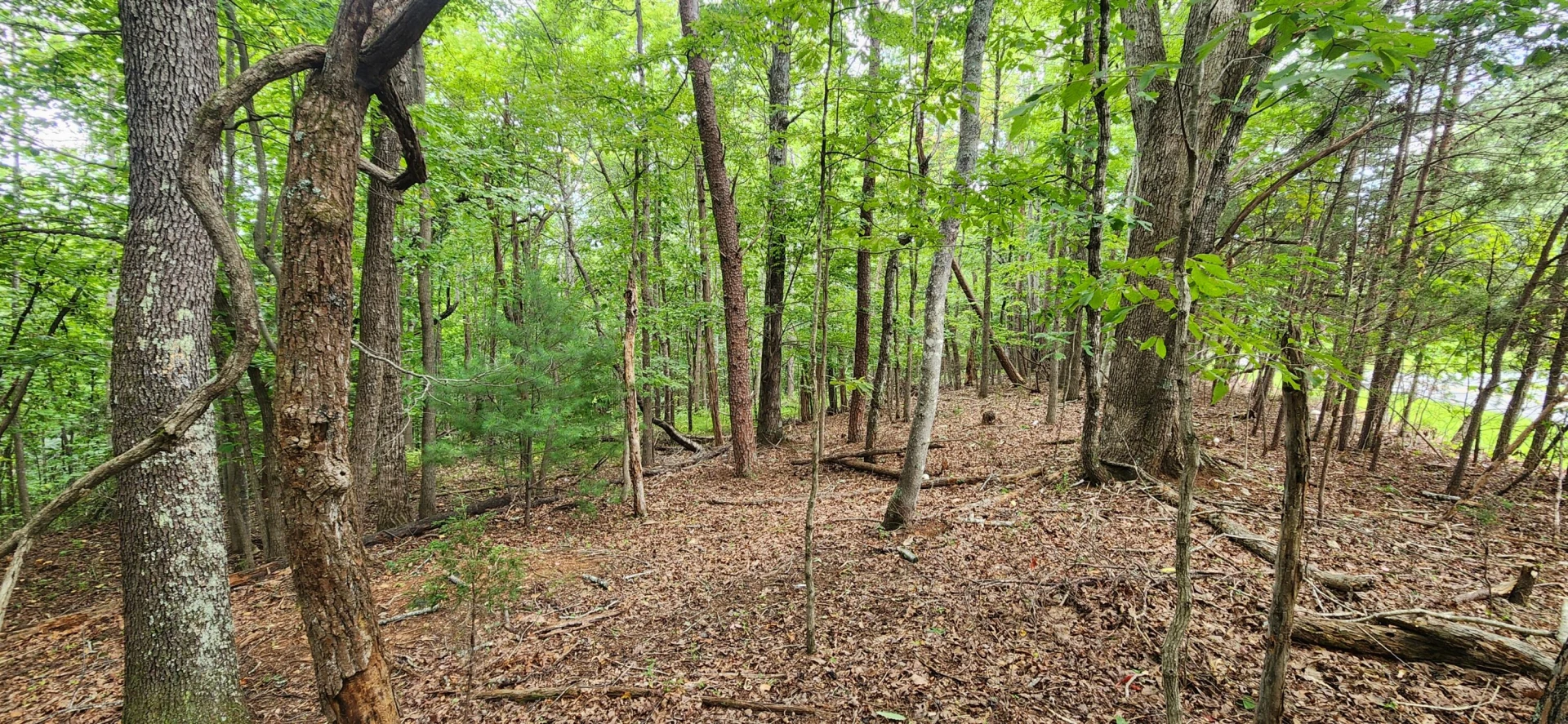 LOT 1 Truman Hill RD - Photo 2
