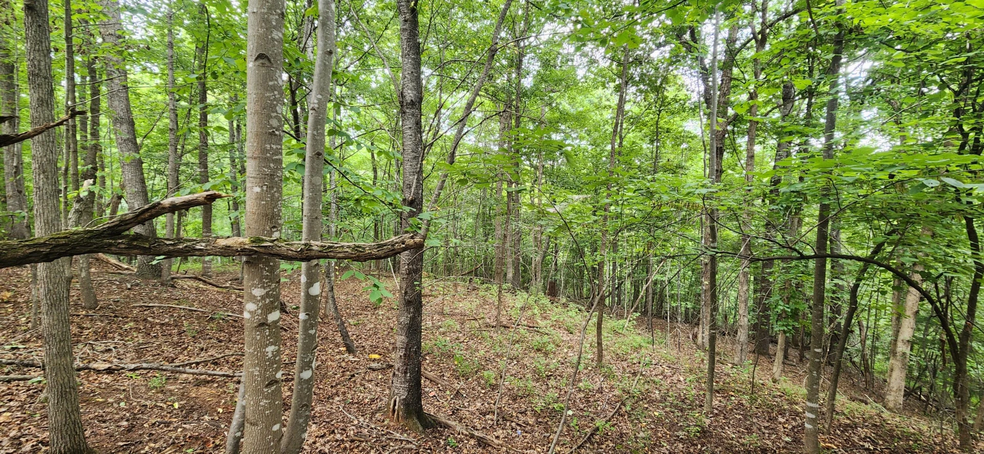 LOT 1 Truman Hill RD - Photo 3