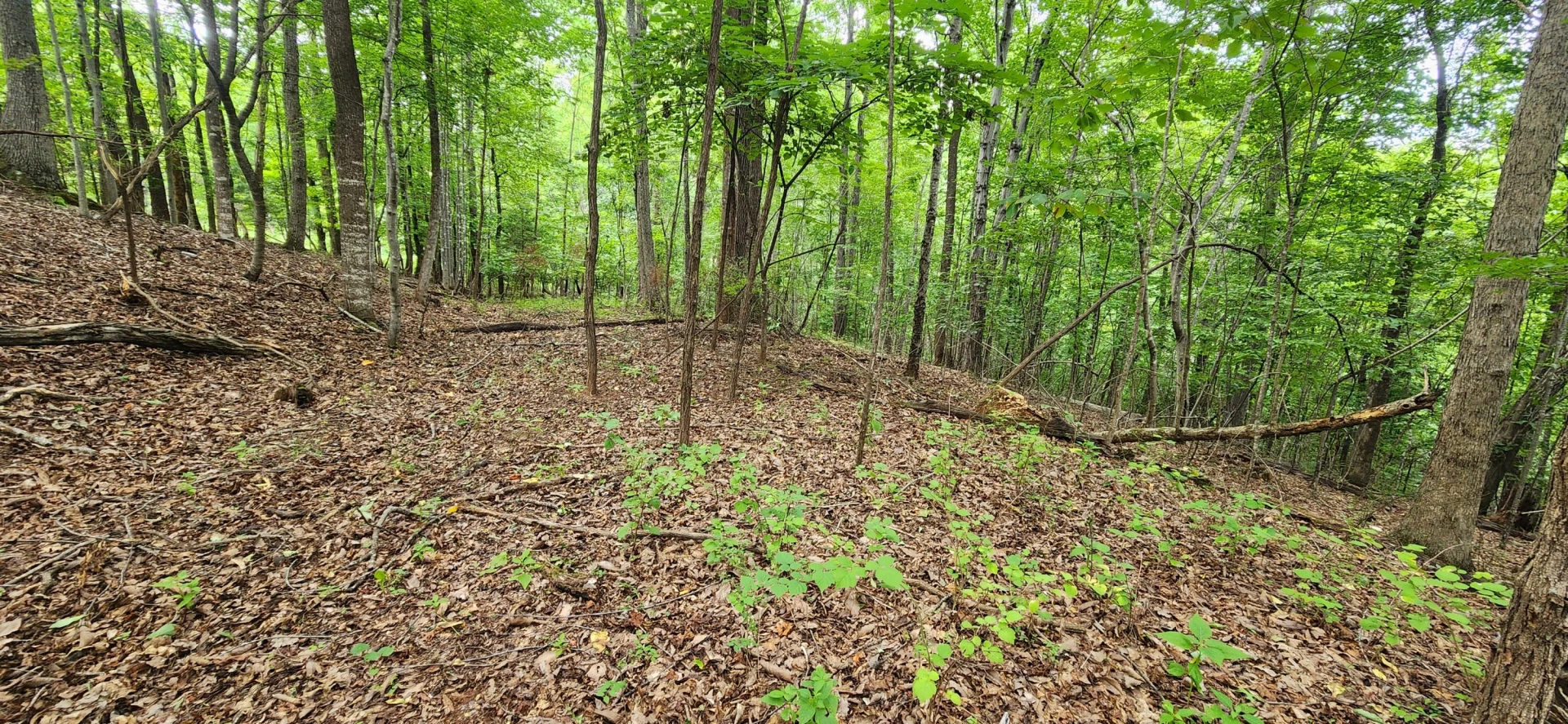 LOT 1 Truman Hill RD - Photo 4