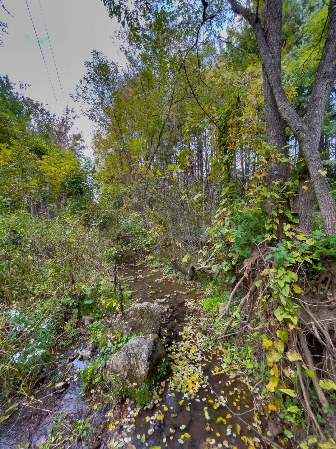 1464 Blue Grass TRL - Photo 51
