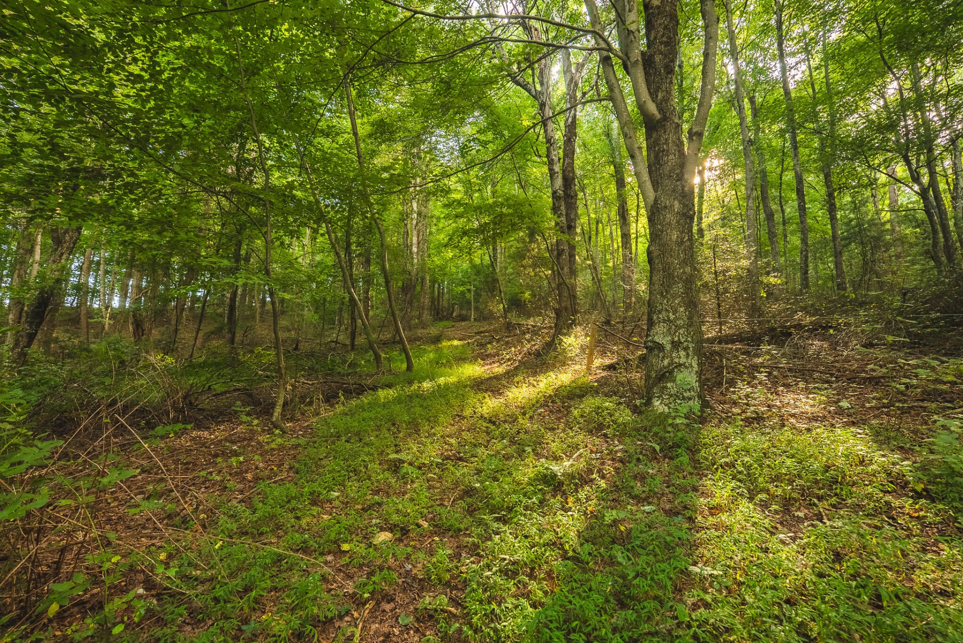 TBD Fairview Church RD SW - Photo 24
