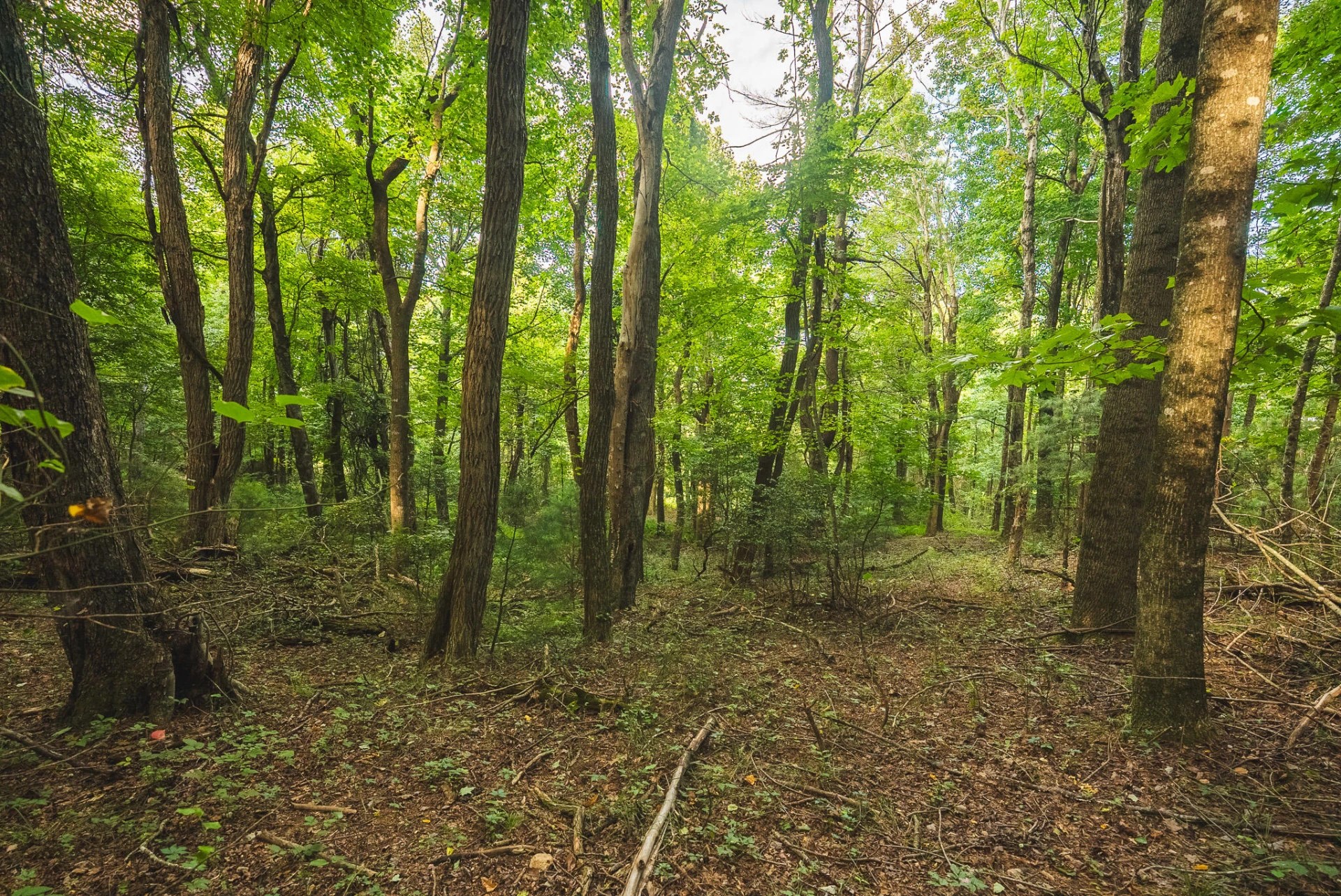 TBD Fairview Church RD SW - Photo 27