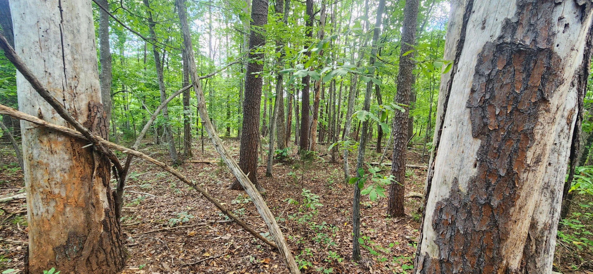 0 Cooper RD - Photo 2