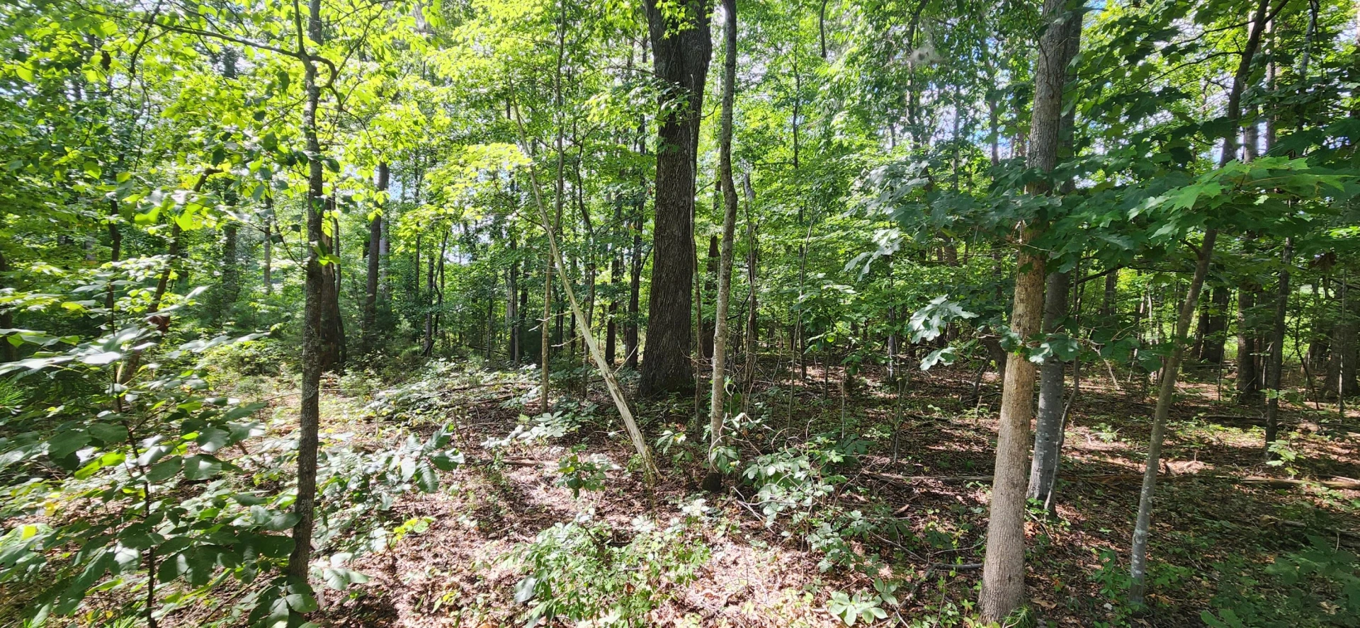 0 Cooper RD - Photo 3