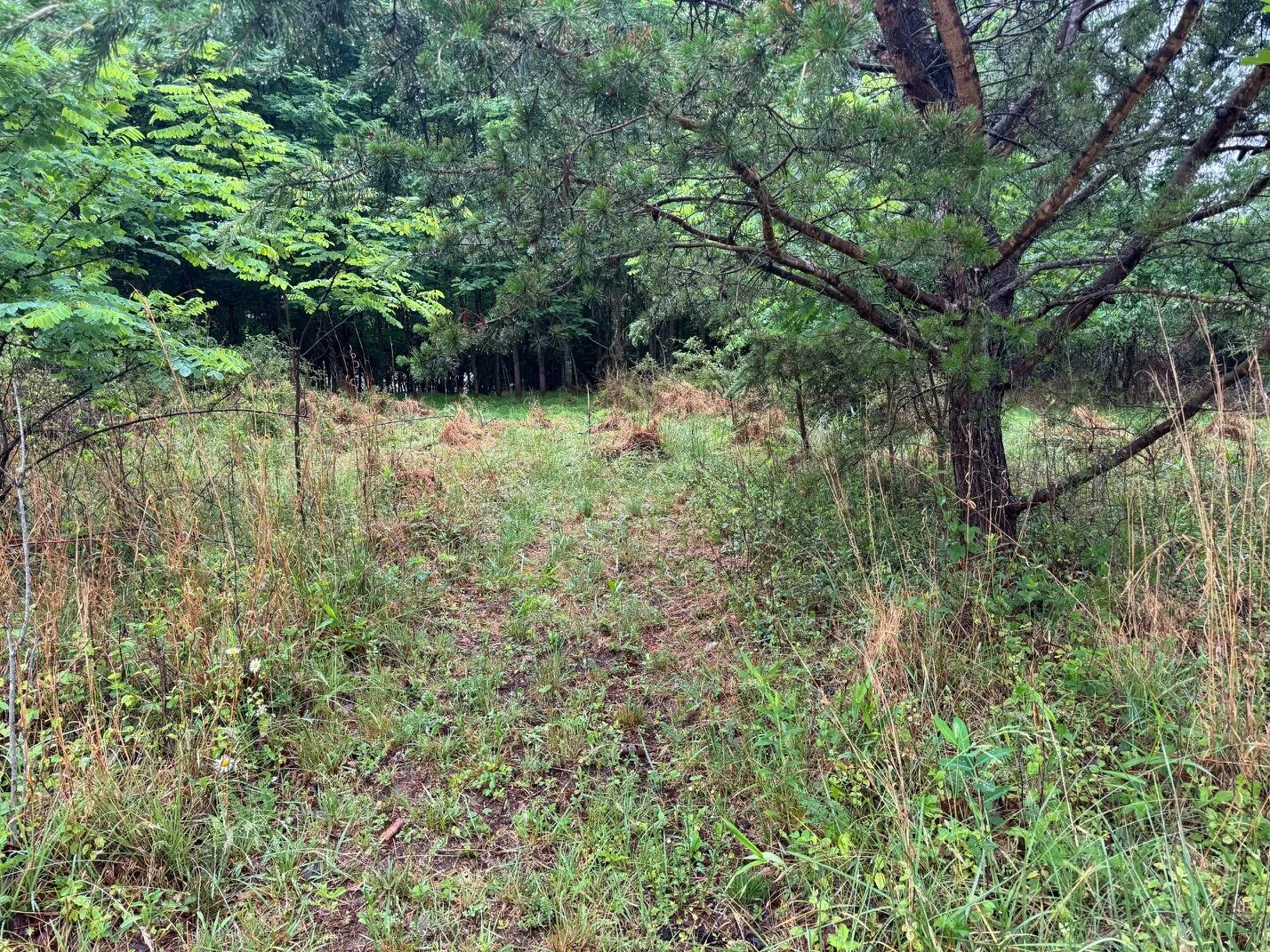 0 Fork Mountain RD - Photo 7