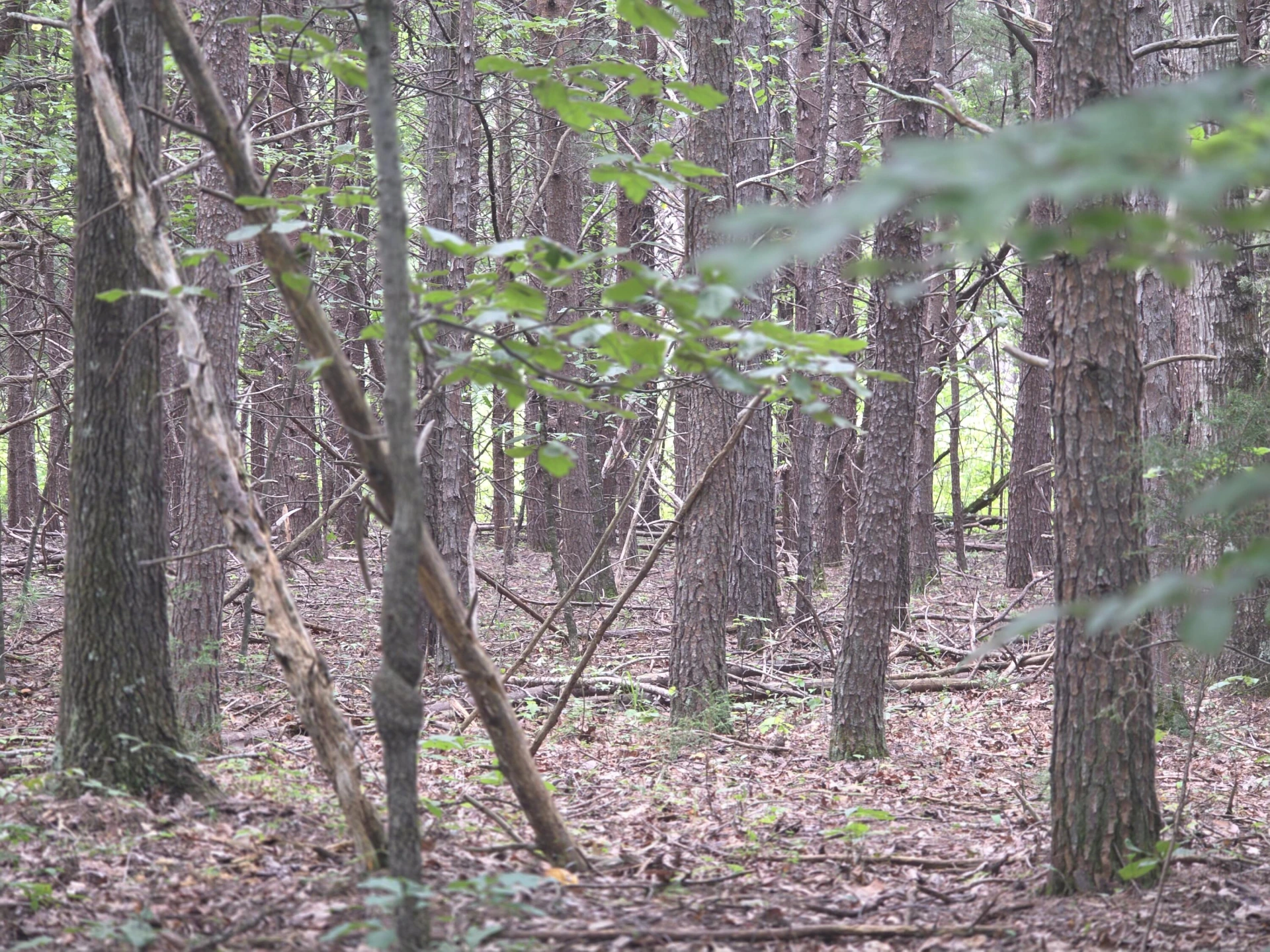 0 Woodland Forest DR