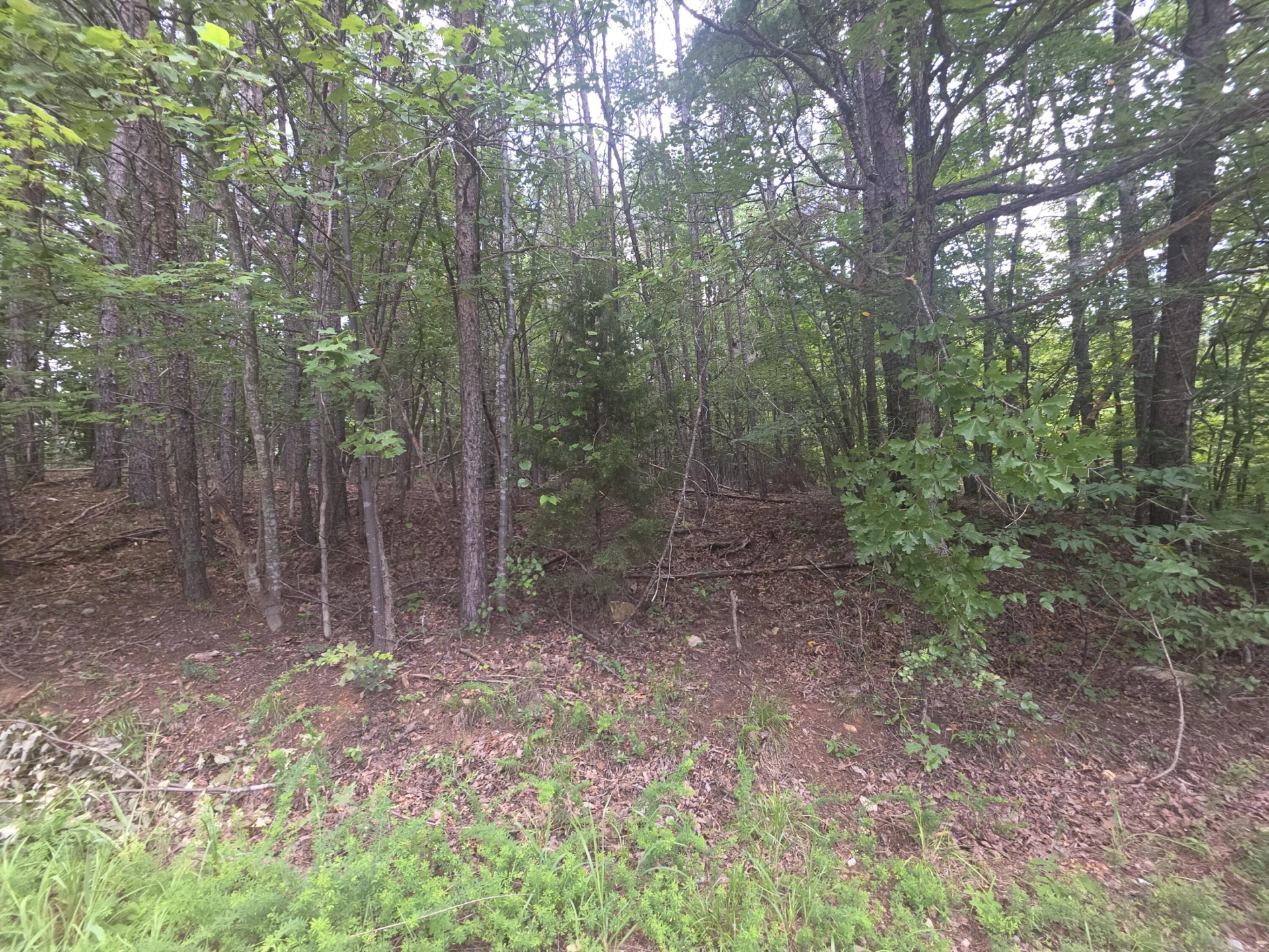 0 Woodland Forest DR - Photo 2