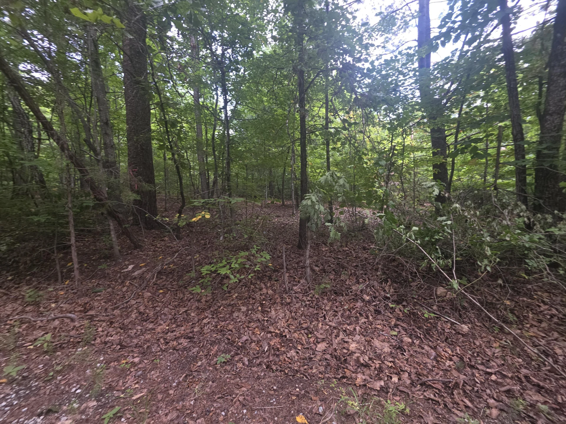 0 Woodland Forest DR - Photo 3
