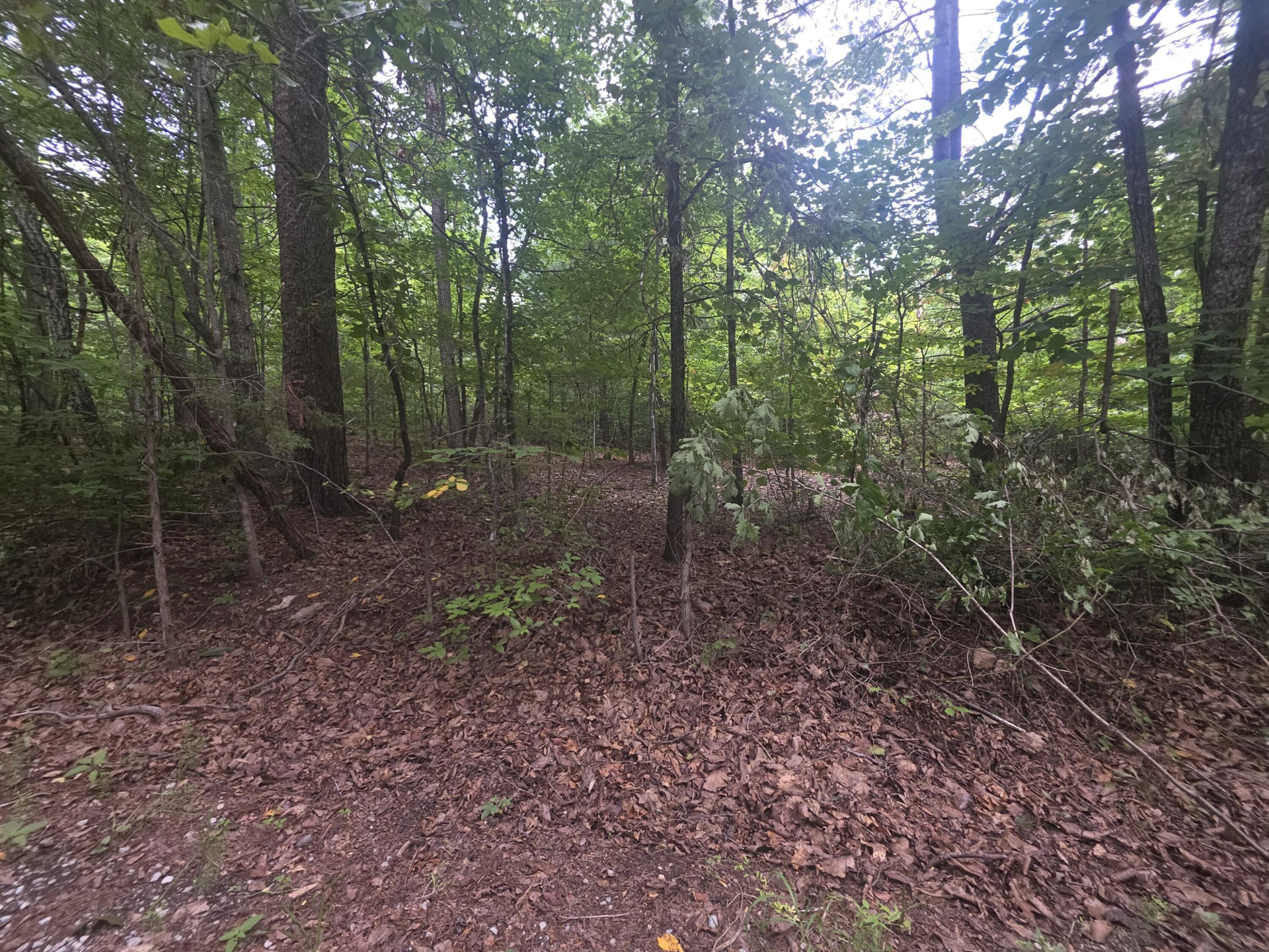 0 Woodland Forest DR - Photo 4