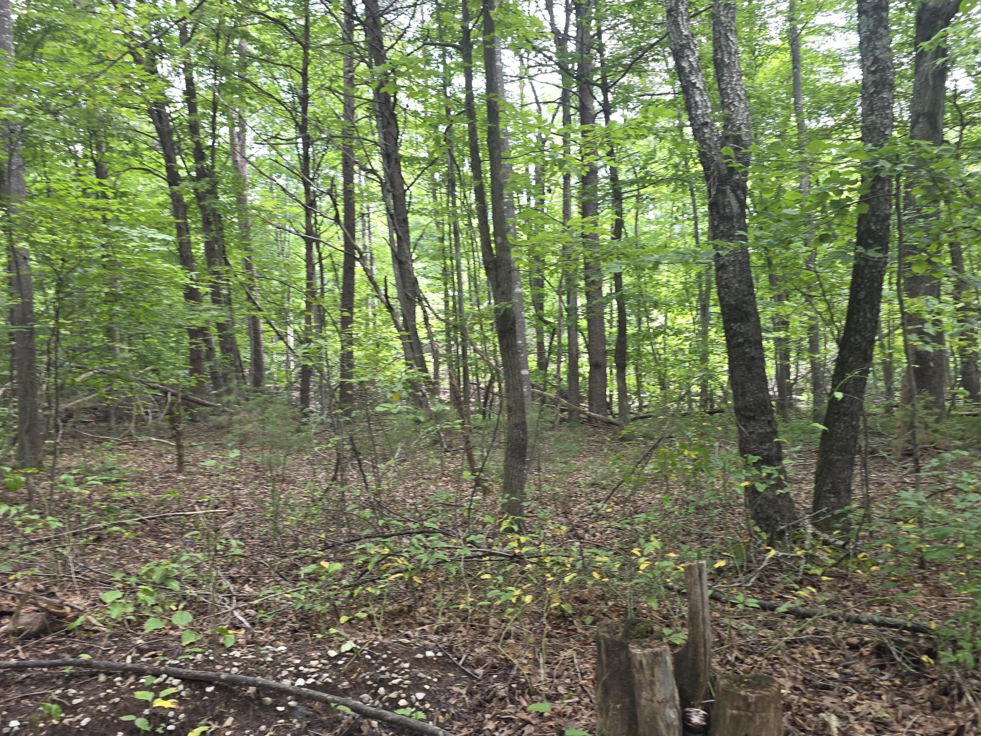 0 Woodland Forest DR - Photo 6
