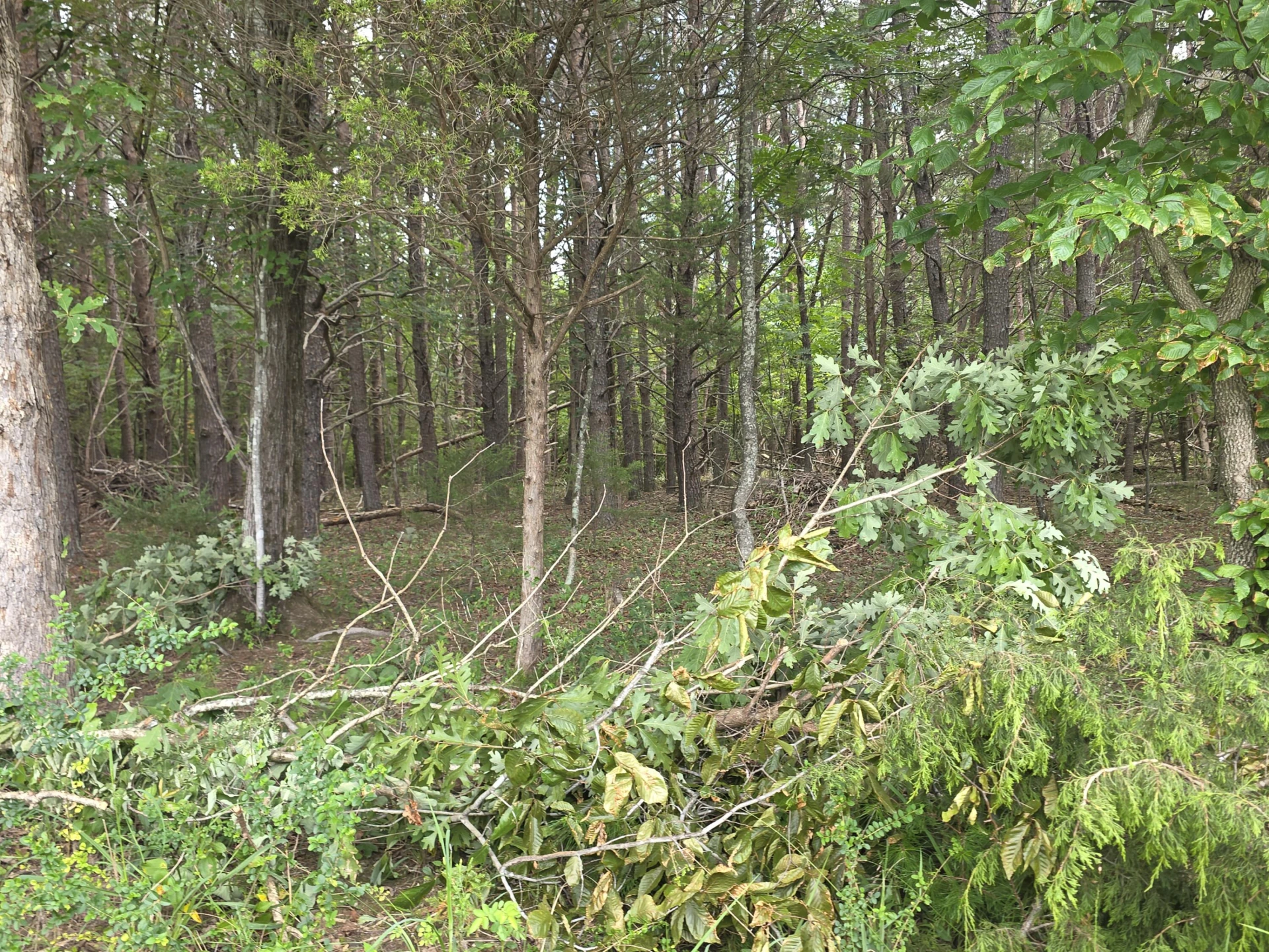 0 Woodland Forest DR - Photo 8