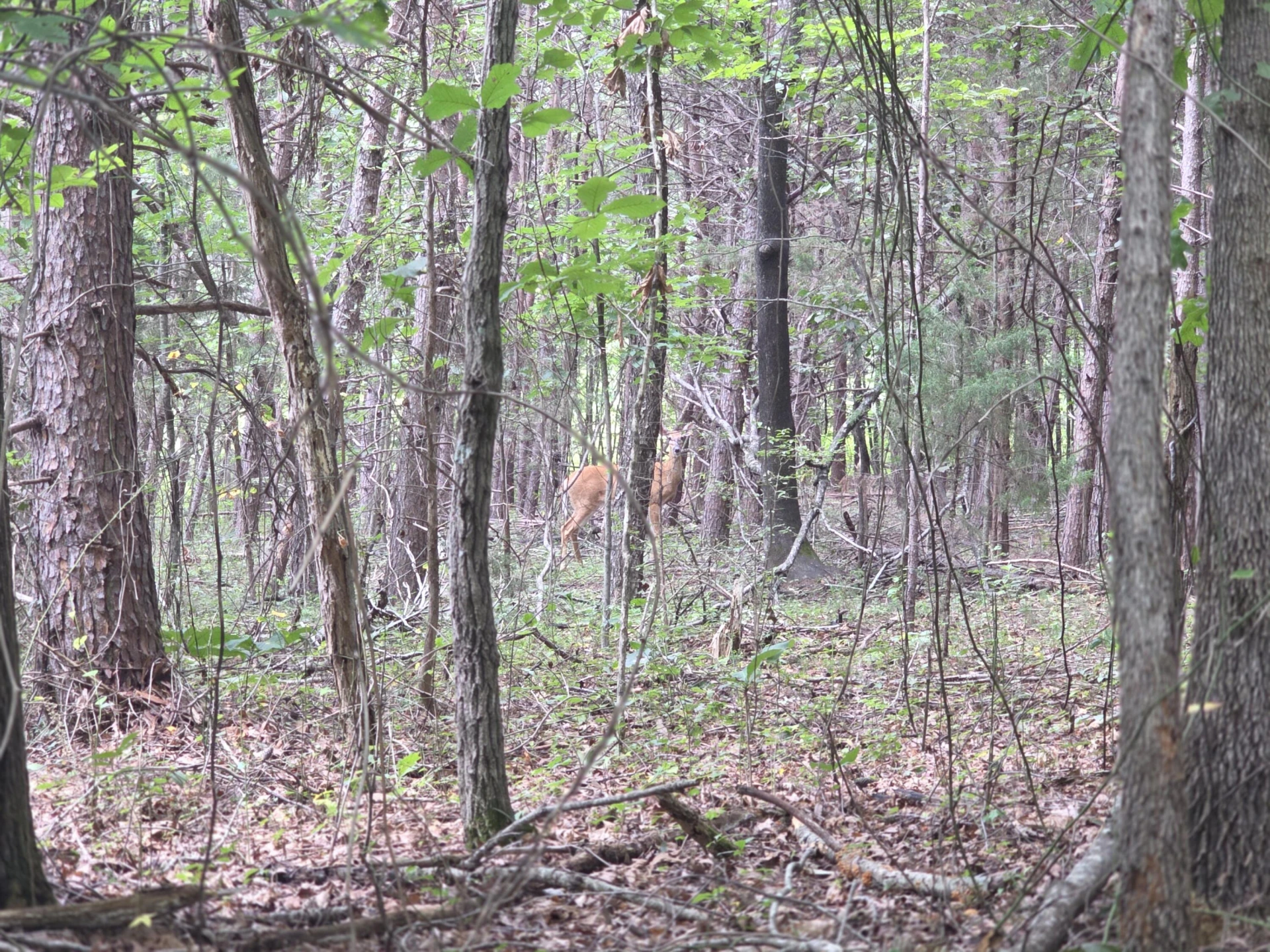 0 Woodland Forest DR - Photo 9