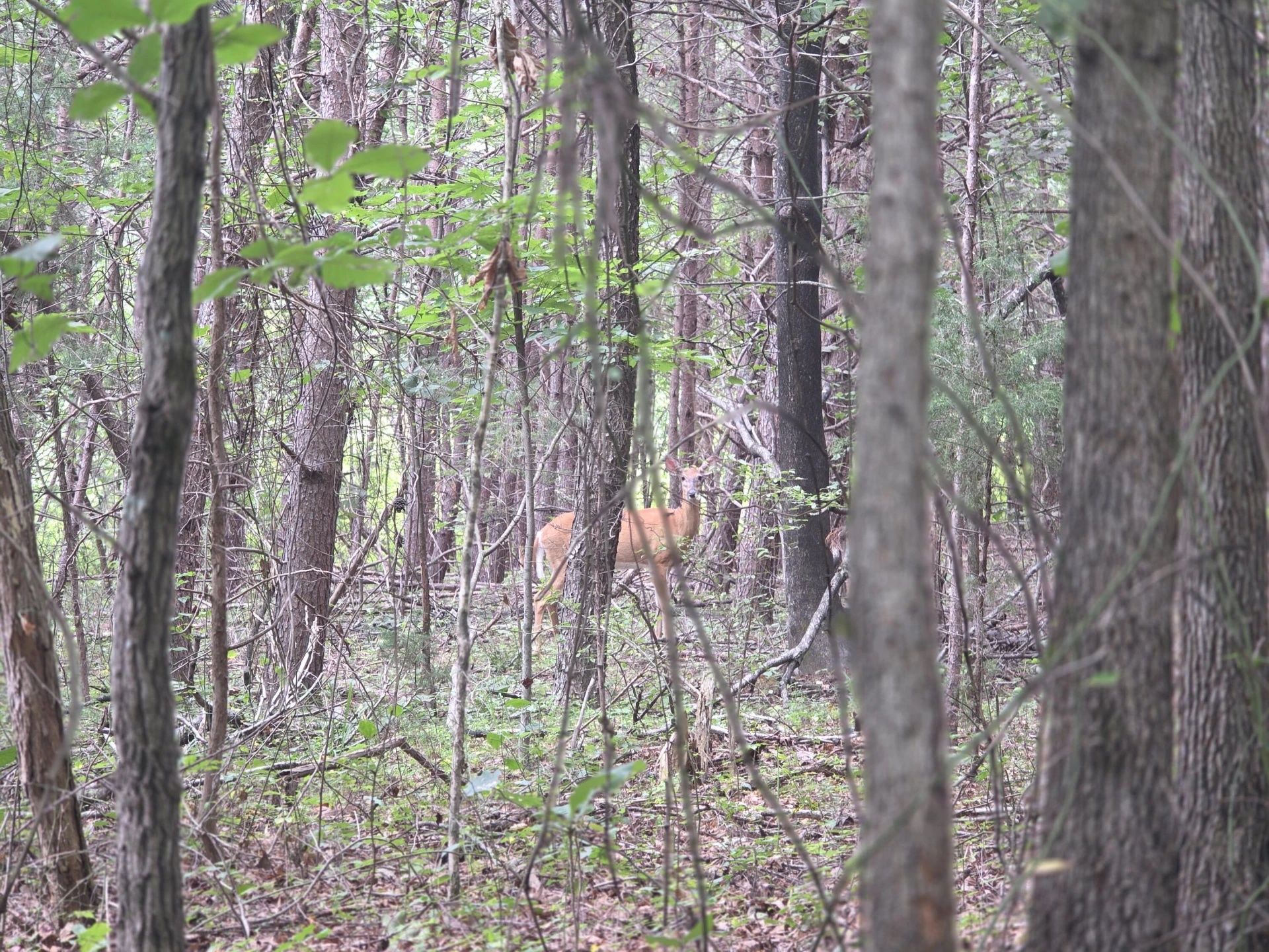 0 Woodland Forest DR - Photo 10