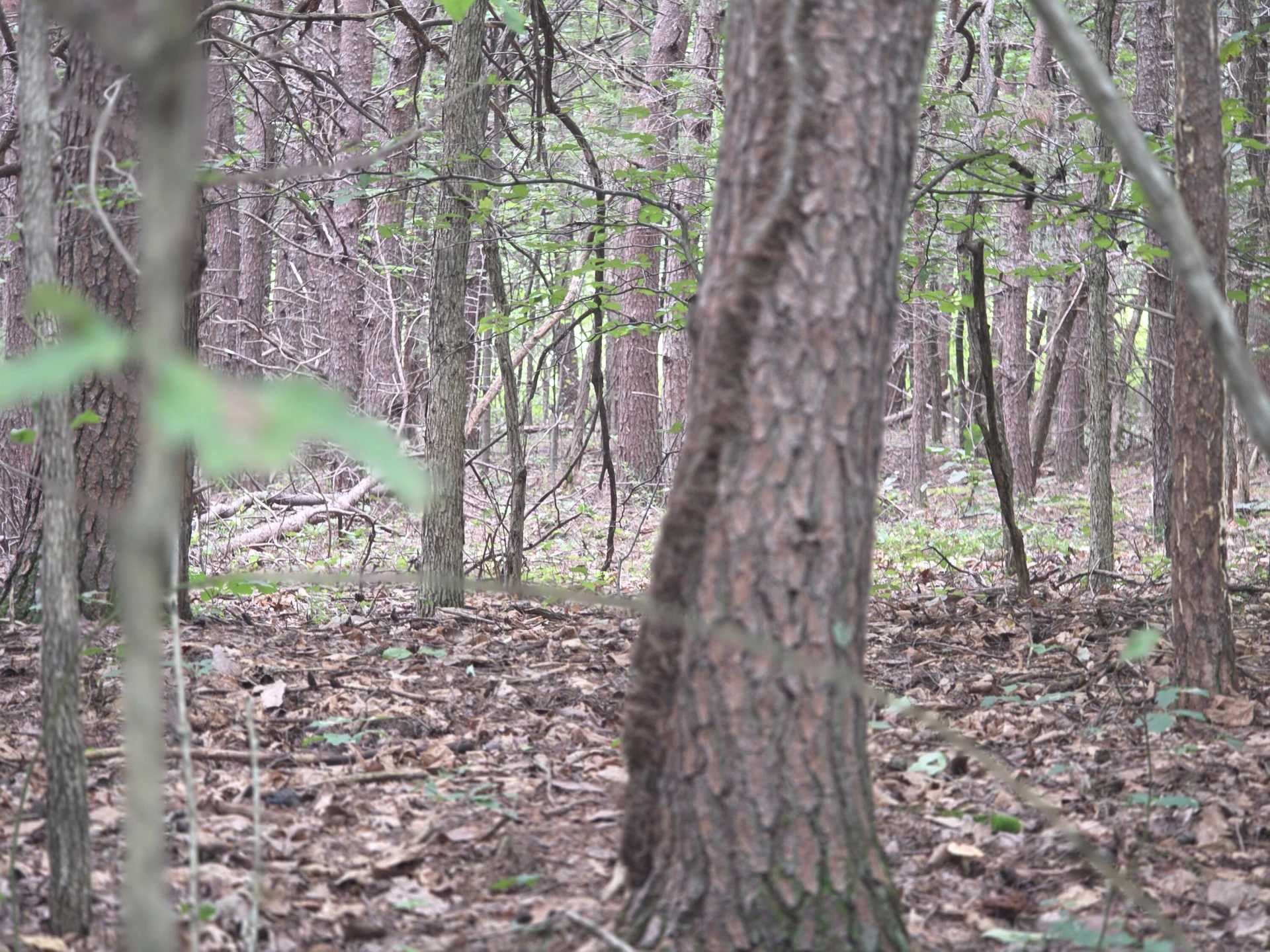 0 Woodland Forest DR - Photo 11