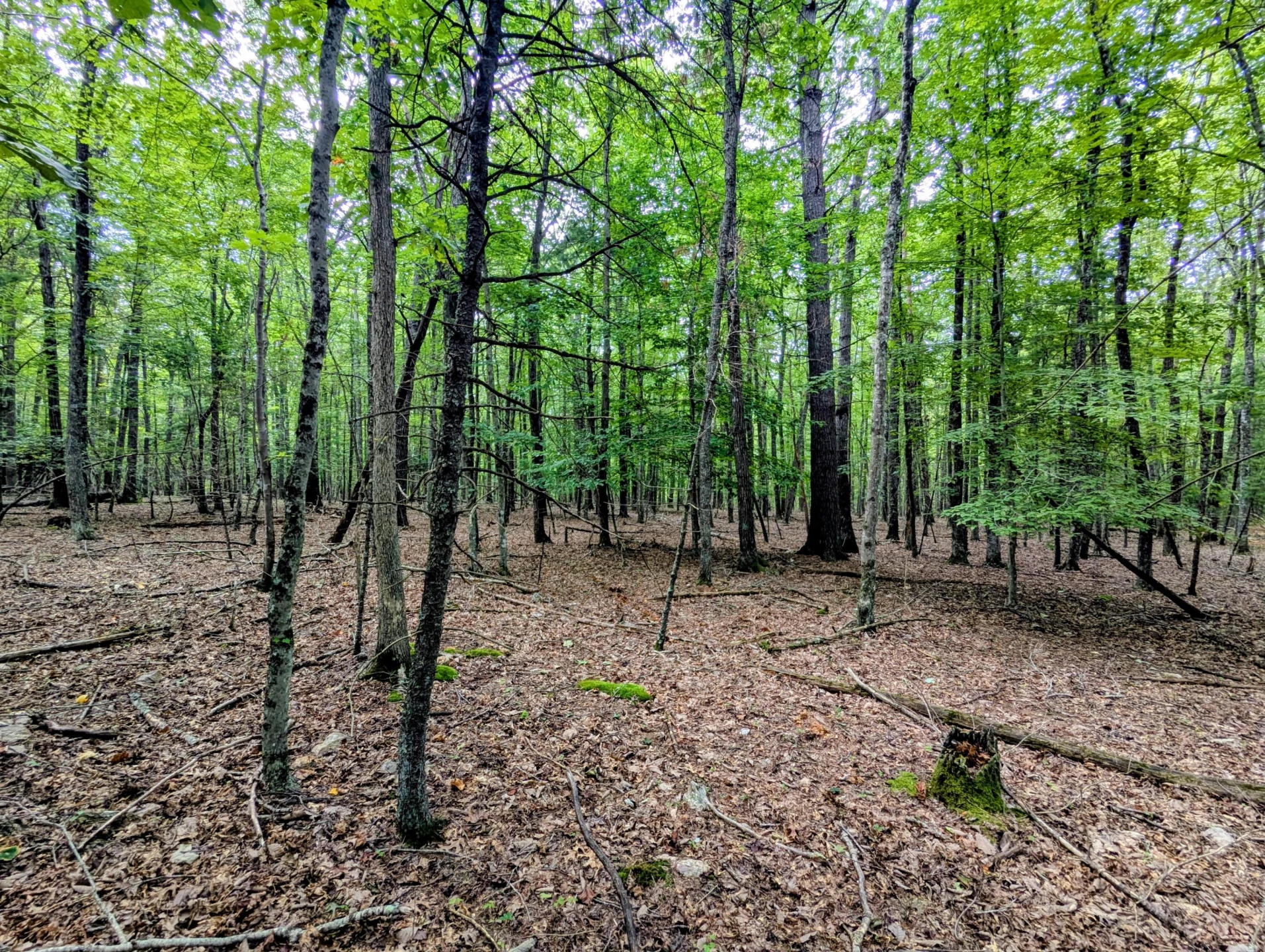 TBD Cannady School RD - Photo 3