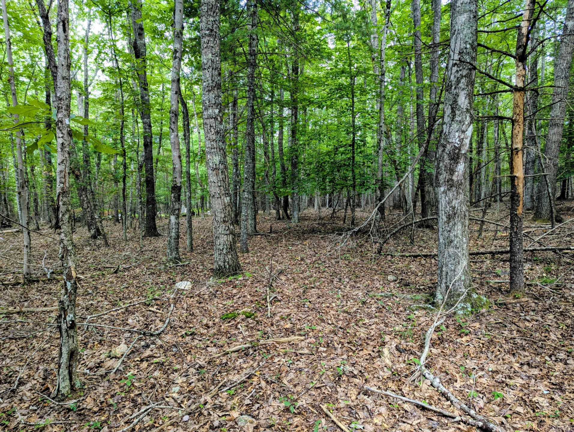 TBD Cannady School RD - Photo 4